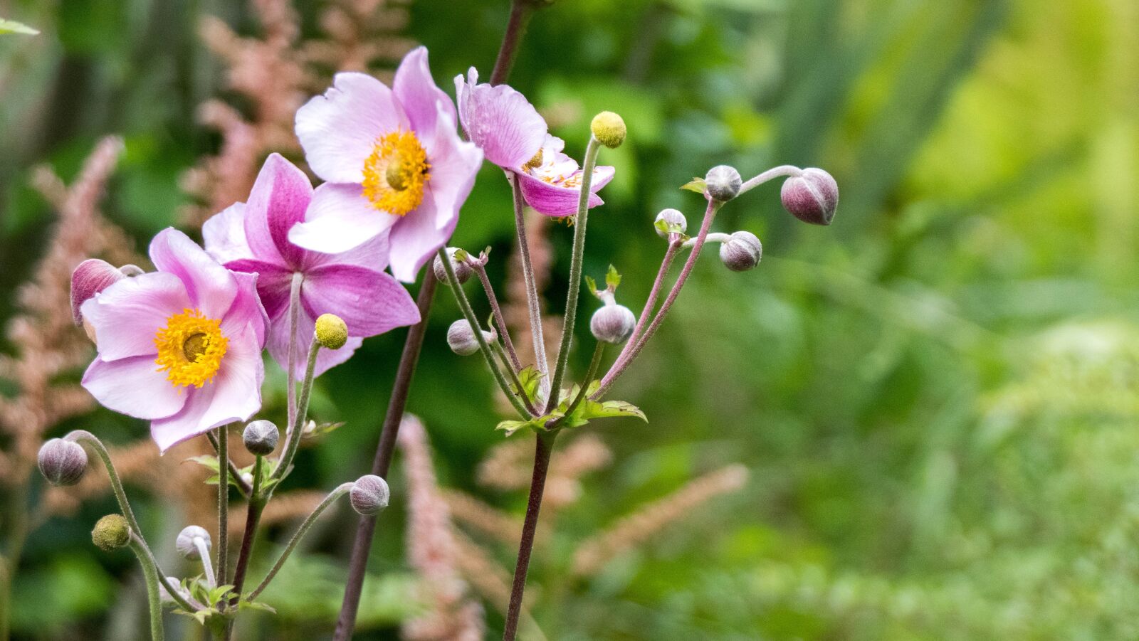 Panasonic Lumix DMC-FZ2500 (Lumix DMC-FZ2000) sample photo. Garden, flower, blossom photography