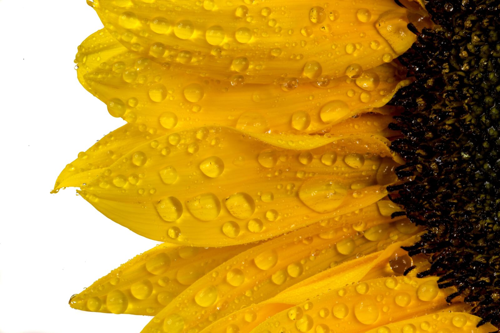 Canon EF 100mm F2.8L Macro IS USM sample photo. Sunflower, yellow, flower photography