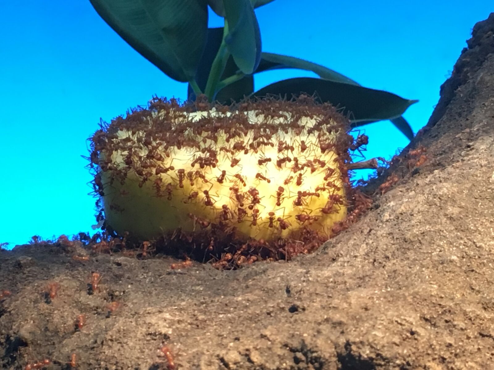 Apple iPhone 6s sample photo. Amerisen, ameise, nature photography