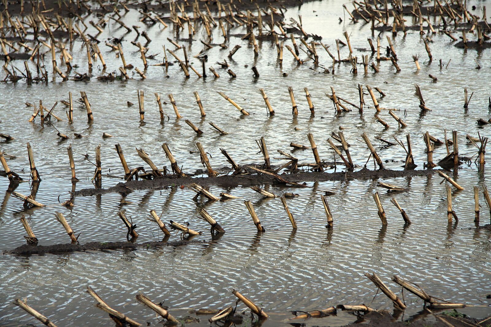 Canon EOS 50D sample photo. Corn, field, high water photography