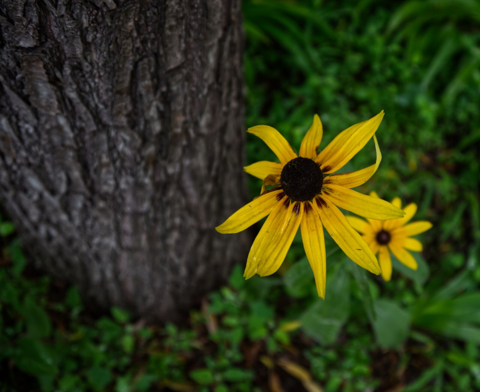 Nikon D750 sample photo. Yellow flower, flower, summer photography
