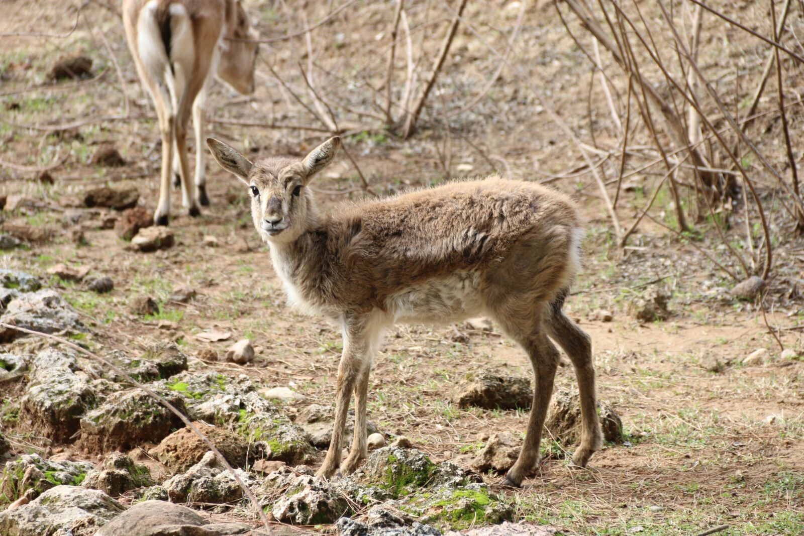 Canon EF-S 18-135mm F3.5-5.6 IS sample photo. Gazelle, animal, nature photography