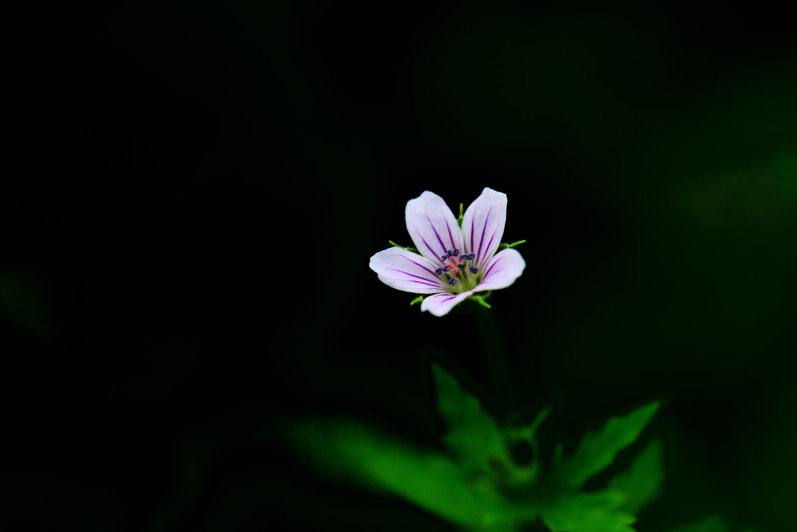 Nikon D800 sample photo. Autumnal, plant, thunberg's geranium photography