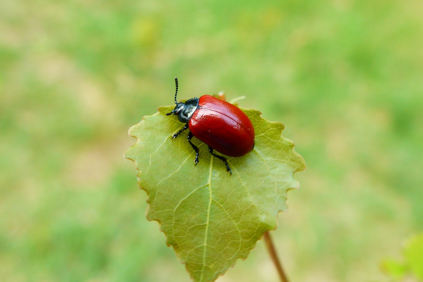 Panasonic Lumix DMC-FZ200 sample photo. Nature, no one, at photography