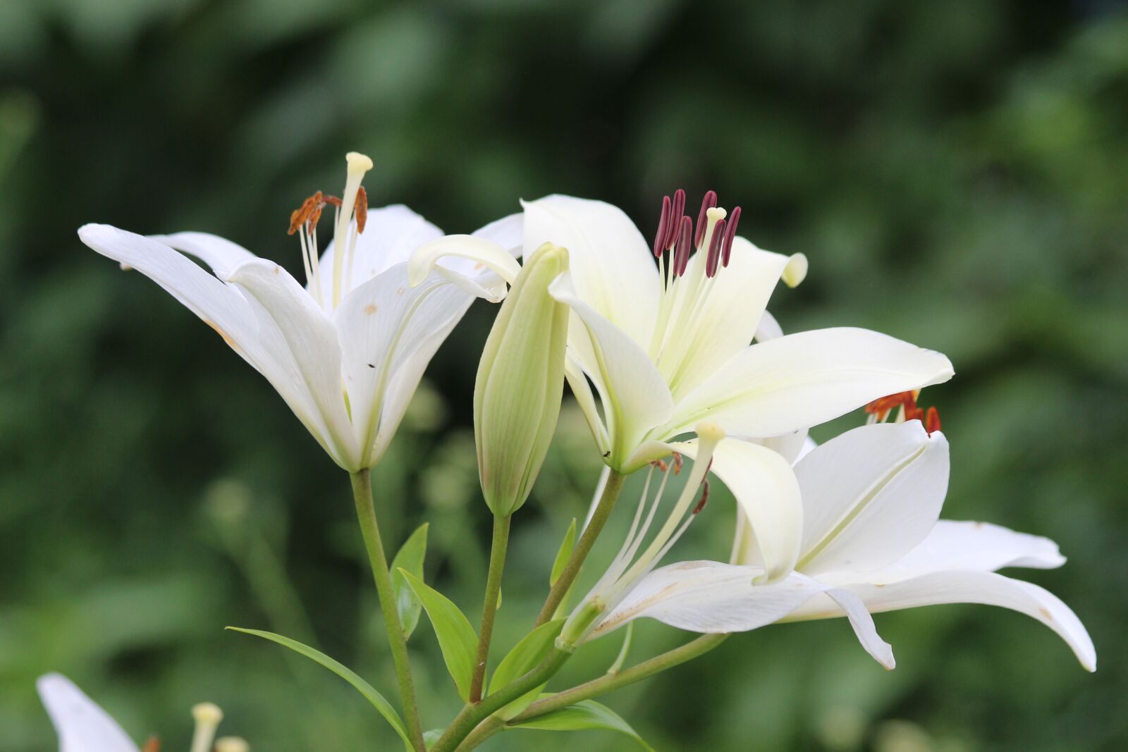 Canon EOS 650D (EOS Rebel T4i / EOS Kiss X6i) + Canon EF 70-300mm F4-5.6 IS USM sample photo. Lily, white lilies, flowers photography