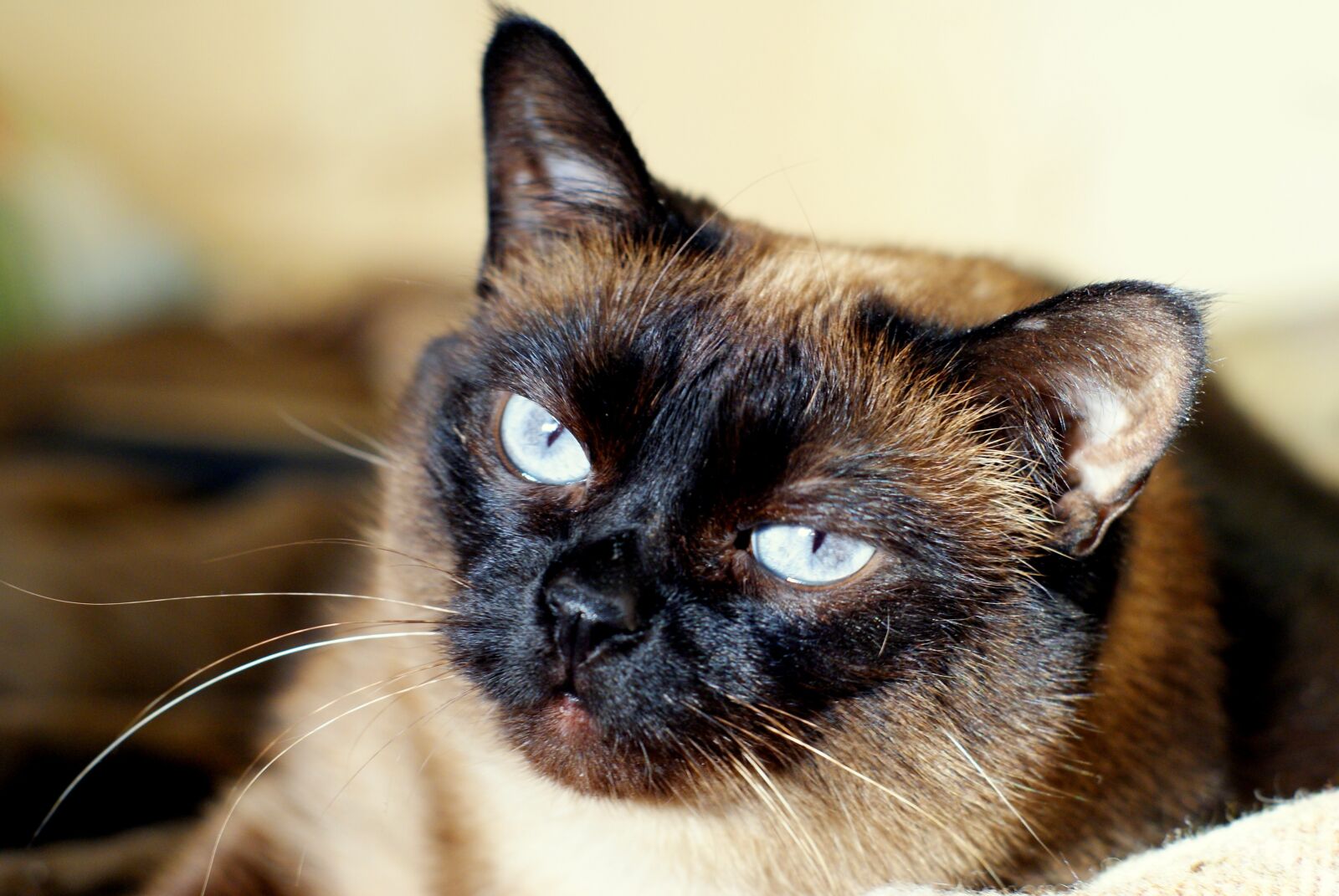 Sony Alpha DSLR-A200 sample photo. Cat, animals, macro photography