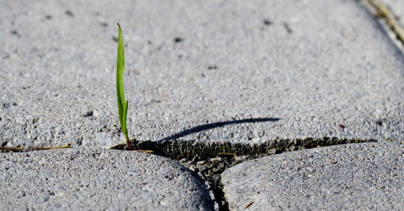 Nikon D3100 sample photo. Blade of grass, patch photography