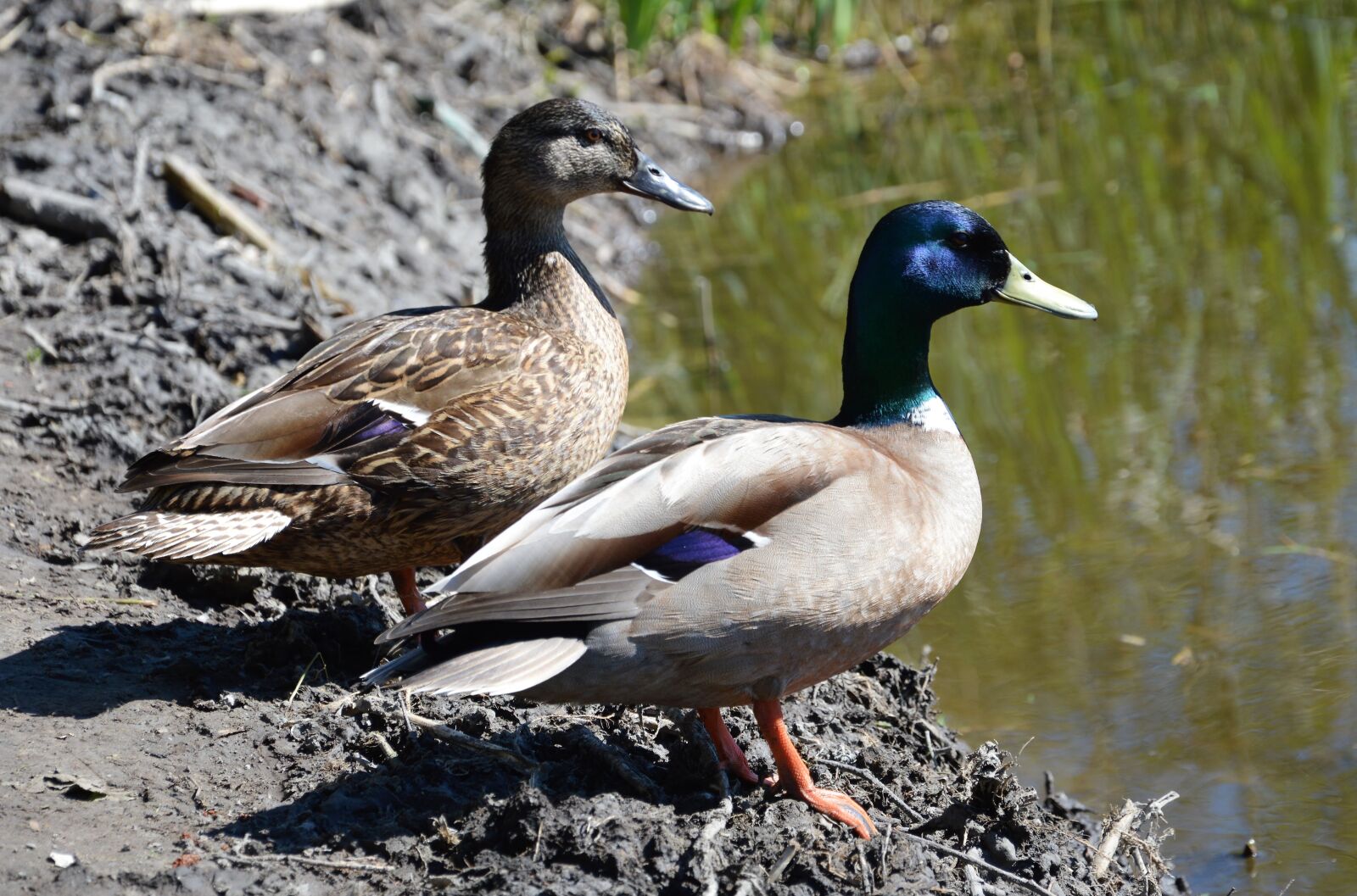 Nikon D3200 sample photo. Ducks, birds, nature photography