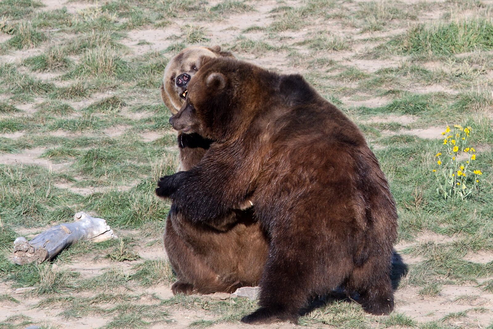 Canon EOS 7D sample photo. Grizzly bear, brown bear photography