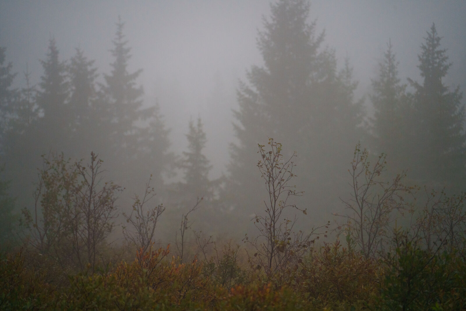 Sony a7R V sample photo. Misty landscape photography