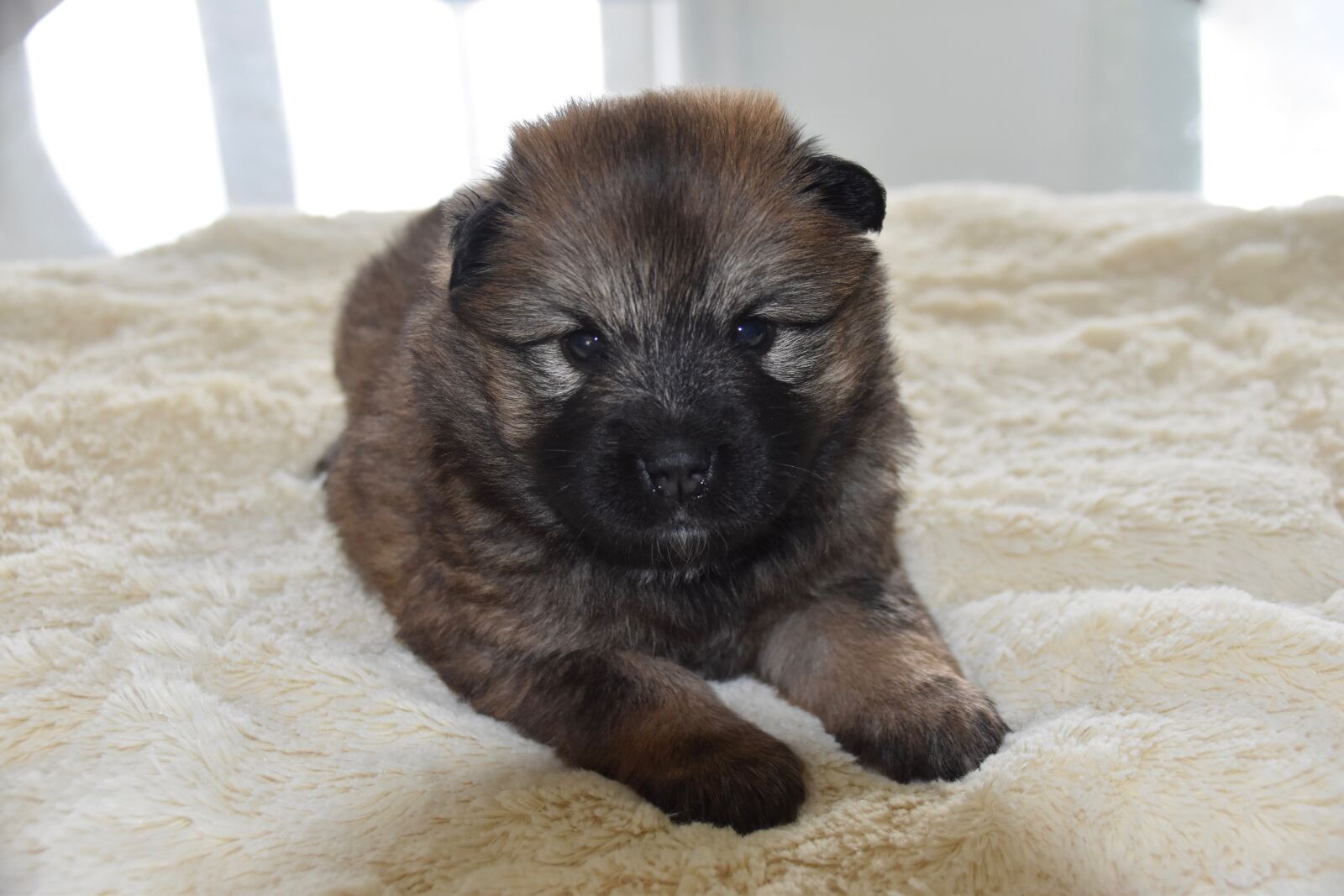 Nikon D5600 sample photo. Puppy, dog, pup photography