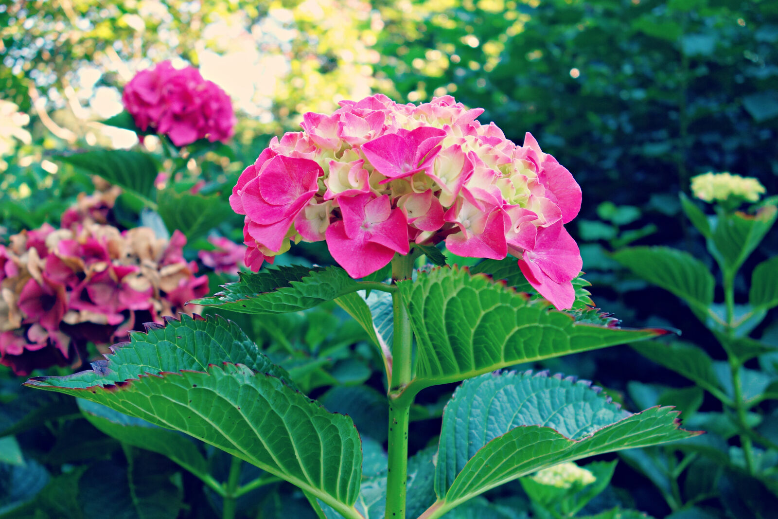 Sony Cyber-shot DSC-RX100 sample photo. Blossom, flower, flowering, shrub photography