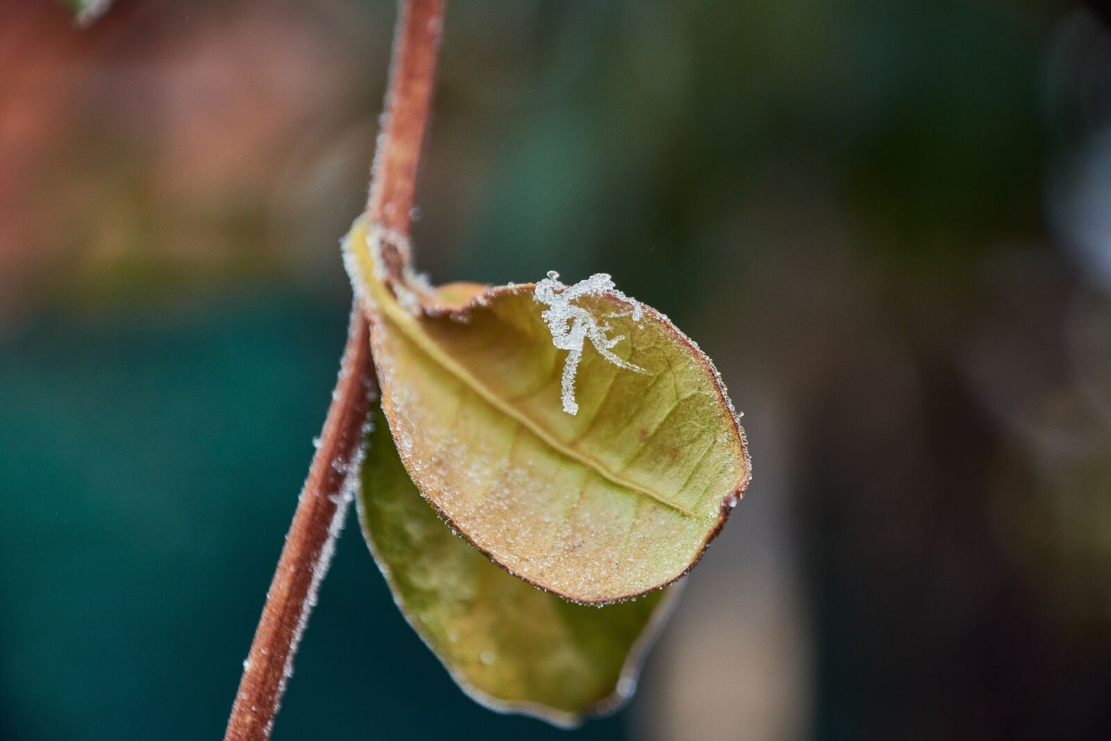Nikon D7200 sample photo. Buds ice cream, garden photography