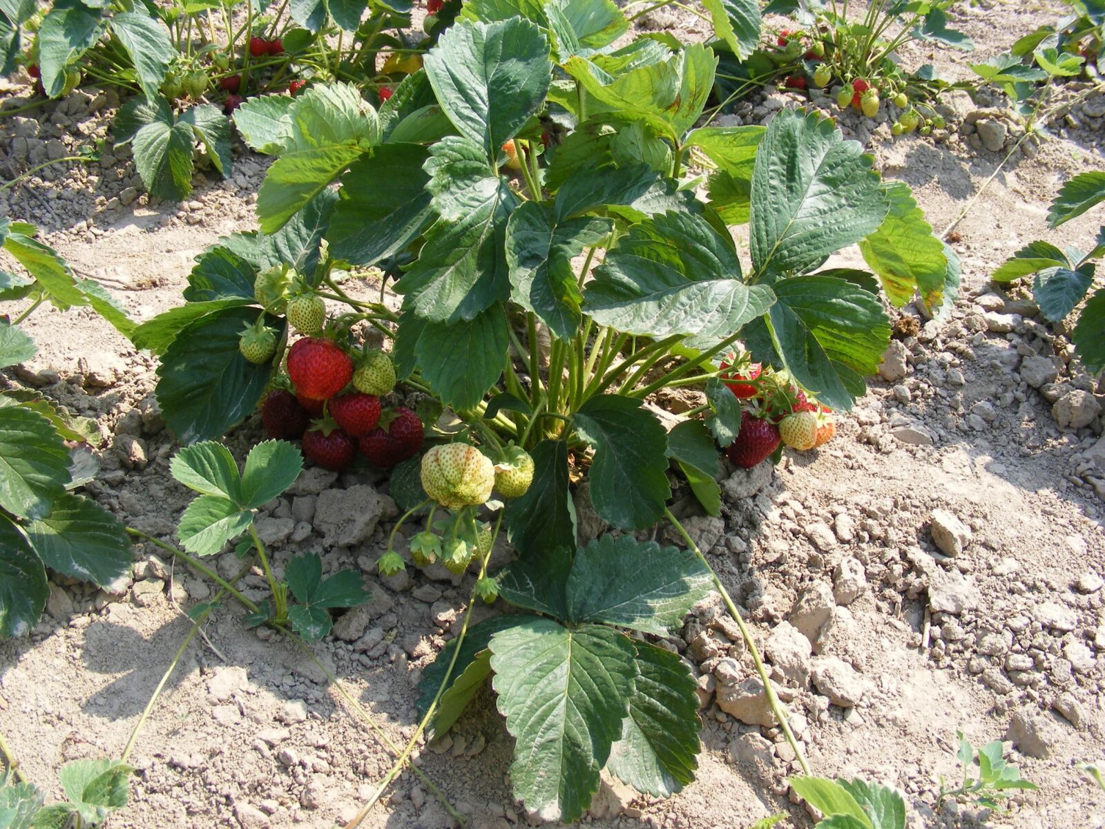 Fujifilm FinePix S5700 S700 sample photo. Strawberries, strawberry bush, strawberry photography