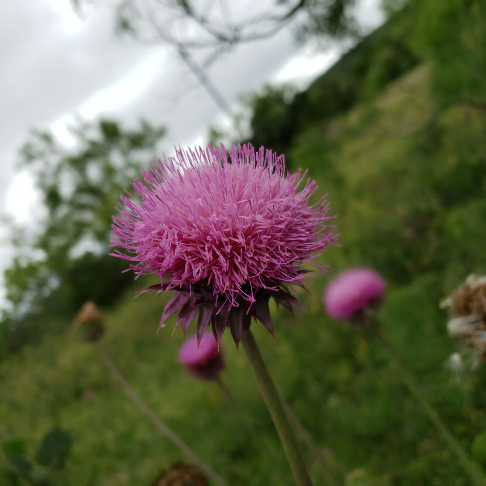 Samsung Galaxy S9 sample photo. Wildflower, texas, flower photography