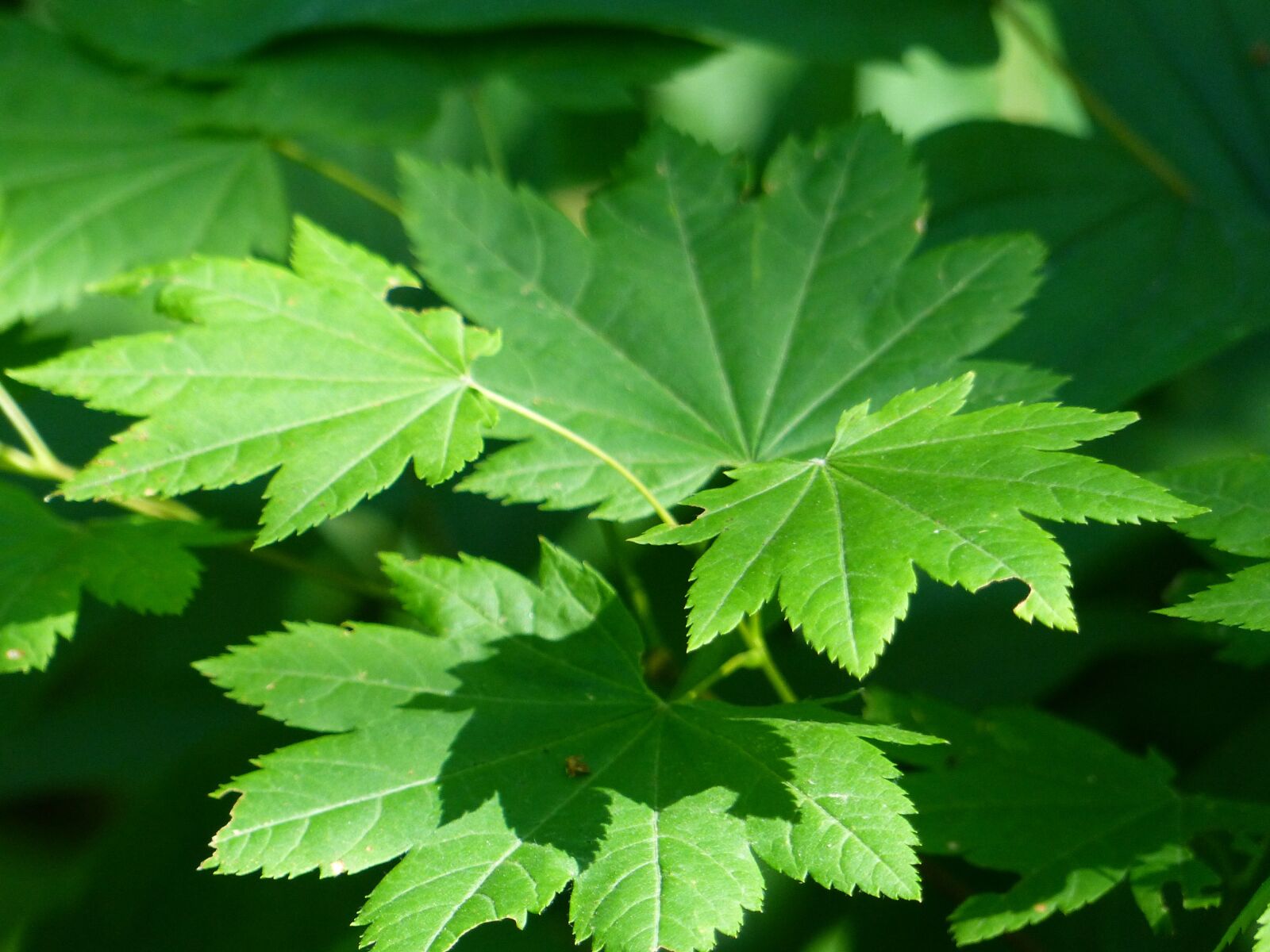 Panasonic Lumix DMC-FZ200 sample photo. Leaves, green, foliage photography