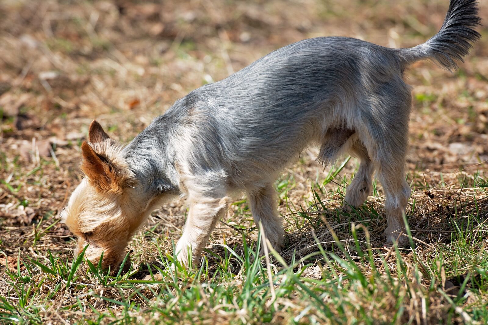 Nikon D7100 sample photo. Dog, sniffing, smell photography