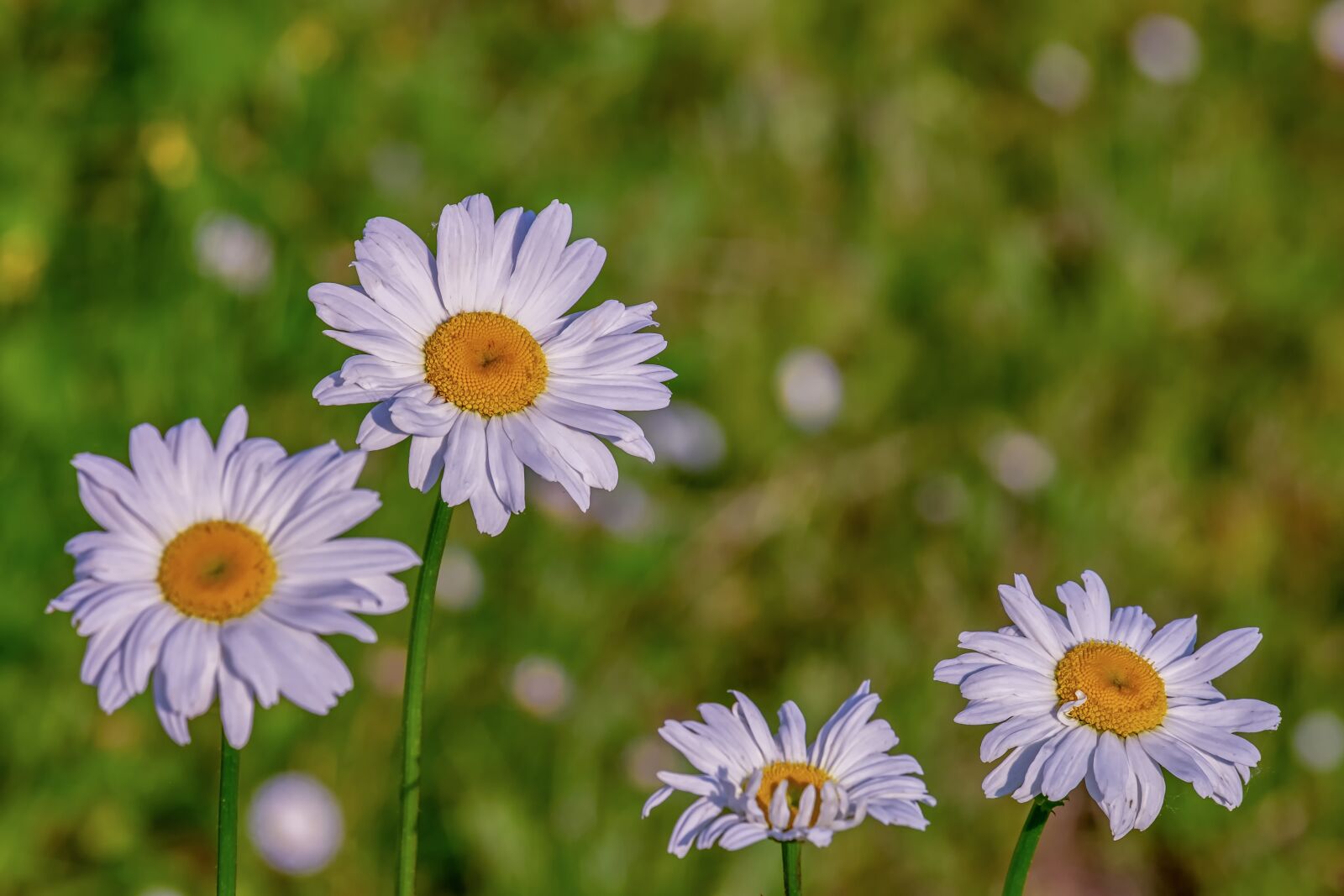 Fujifilm XF 55-200mm F3.5-4.8 R LM OIS sample photo. Daisies, flowers, bloom photography