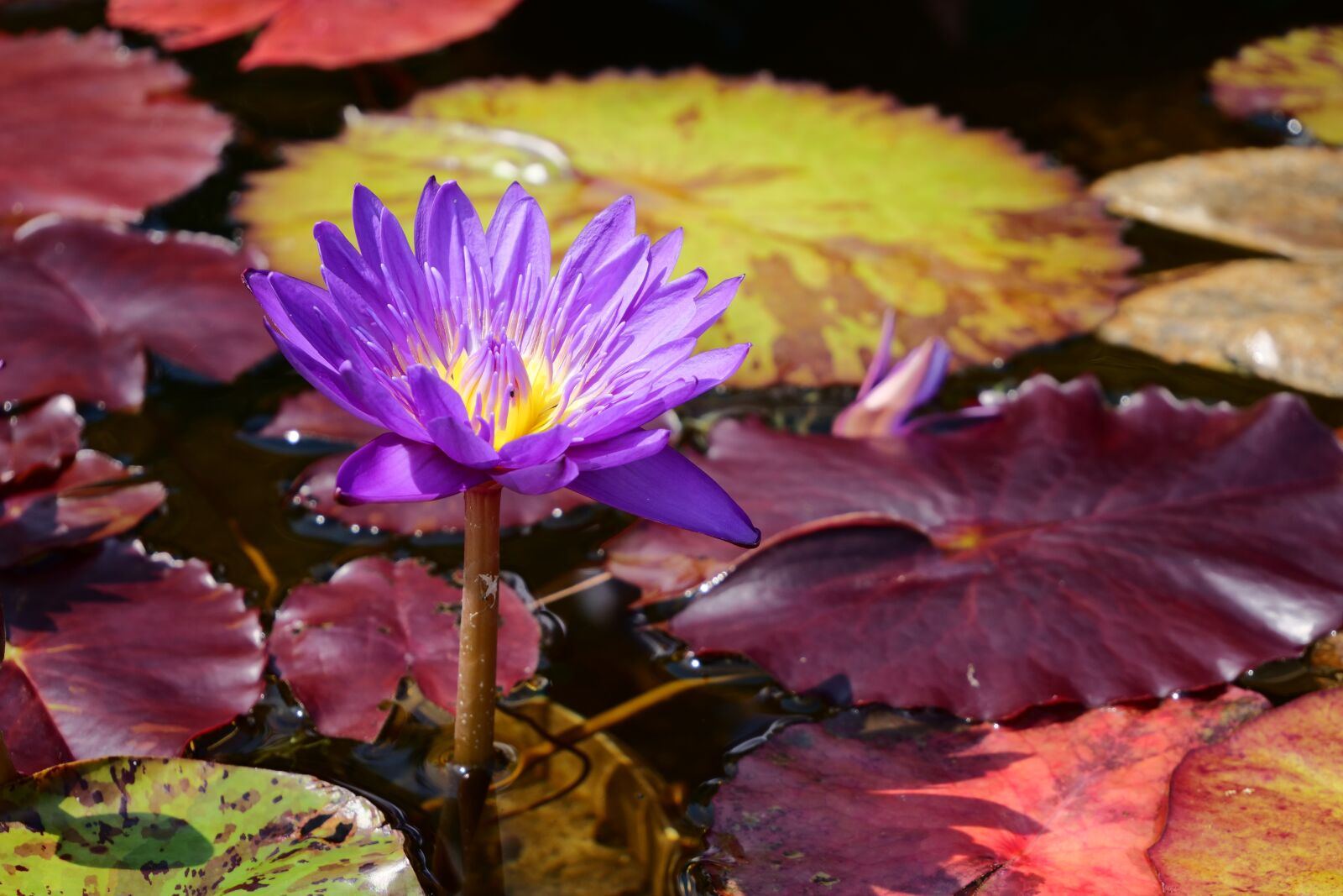 Panasonic Lumix DC-G9 sample photo. Lily, water lily, pond photography