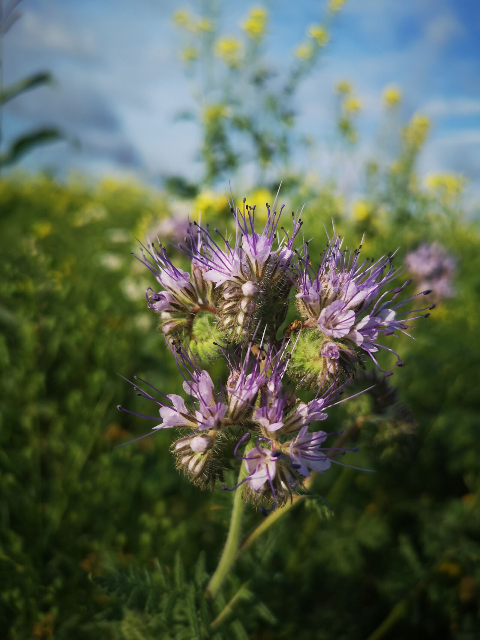 HUAWEI CLT-L29 sample photo. Flower, field, sky photography