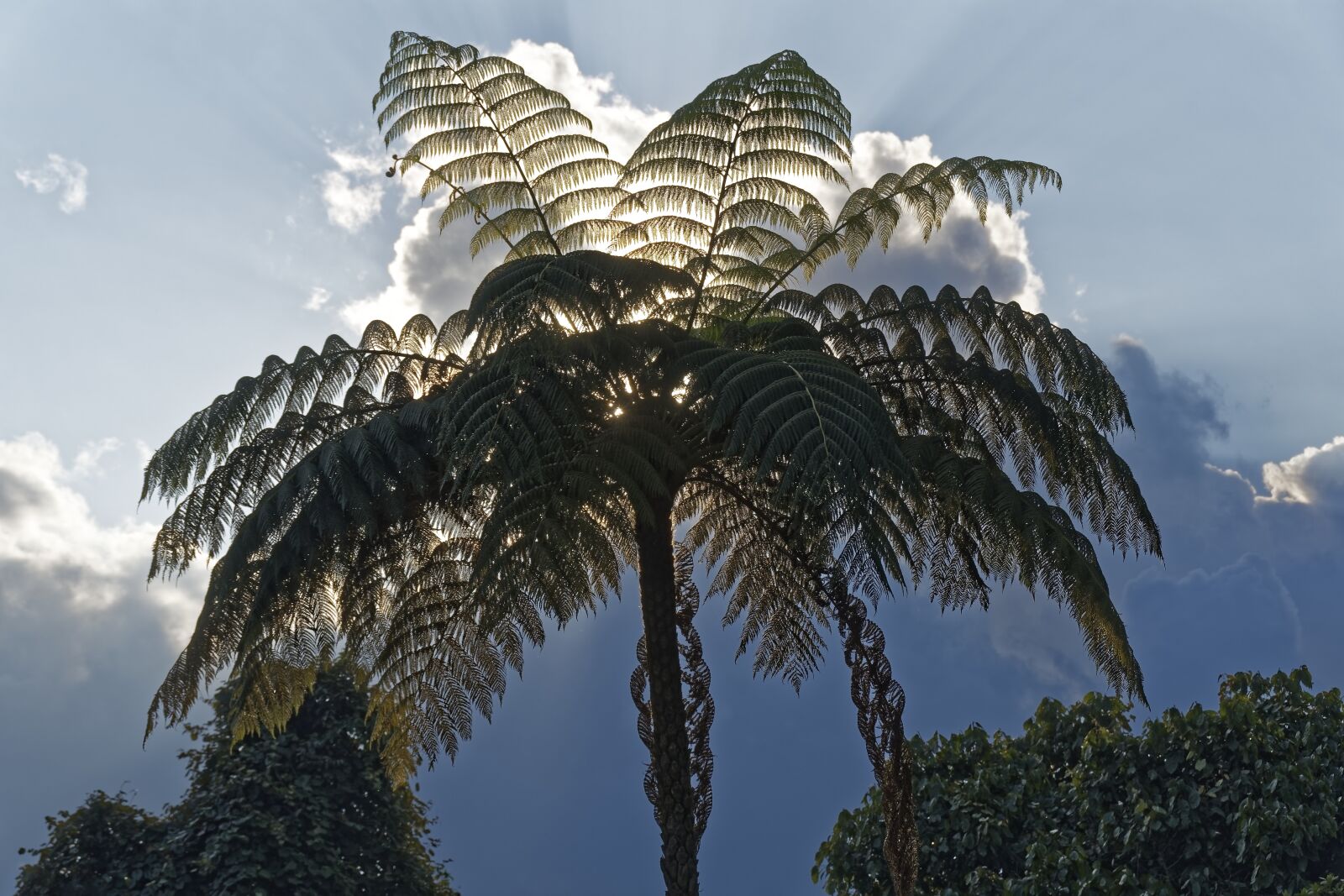 Nikon D500 sample photo. Colombia, tropics, tree photography
