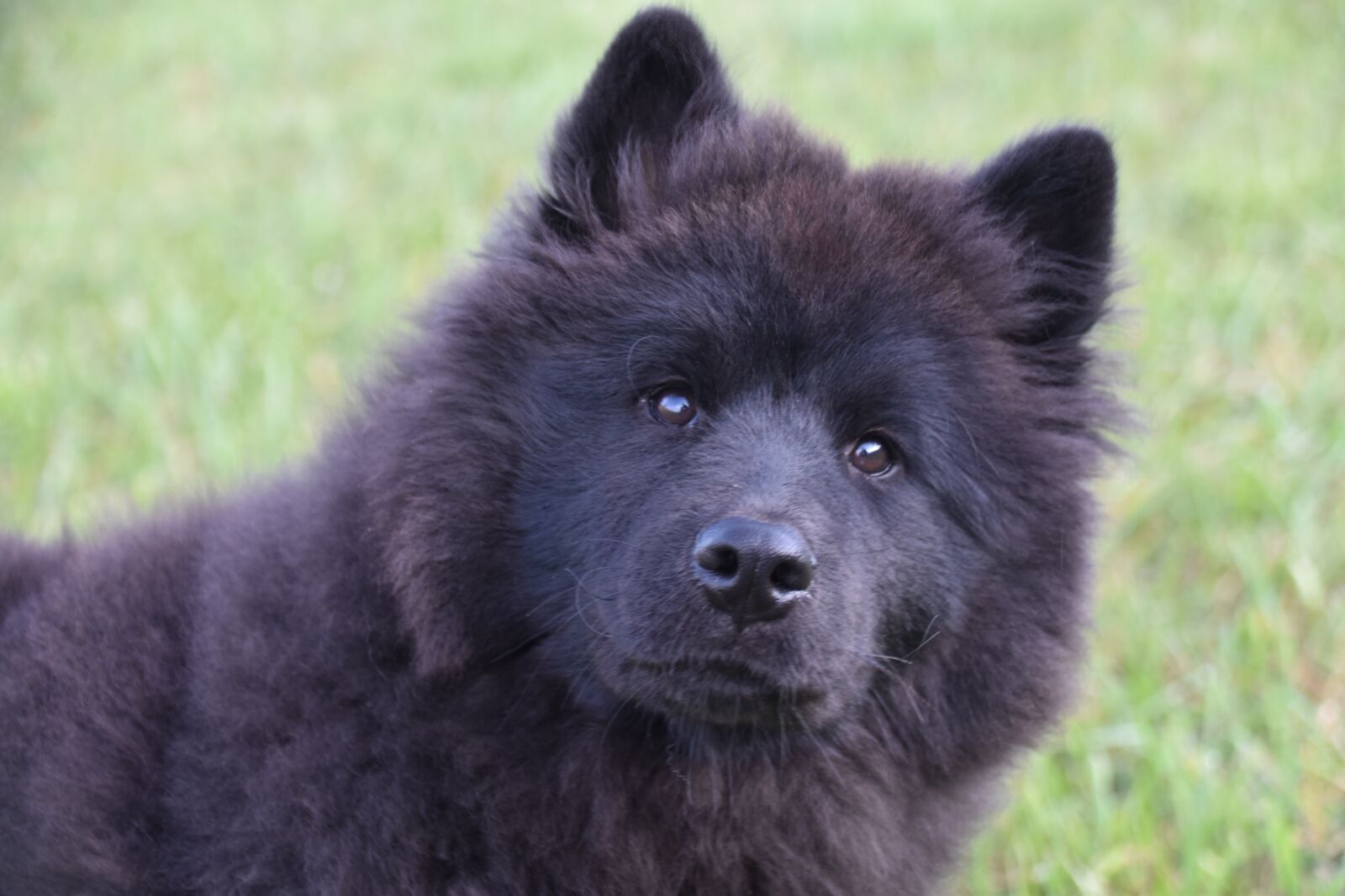 Nikon D5600 sample photo. Dog, bitch, portrait eurasier photography