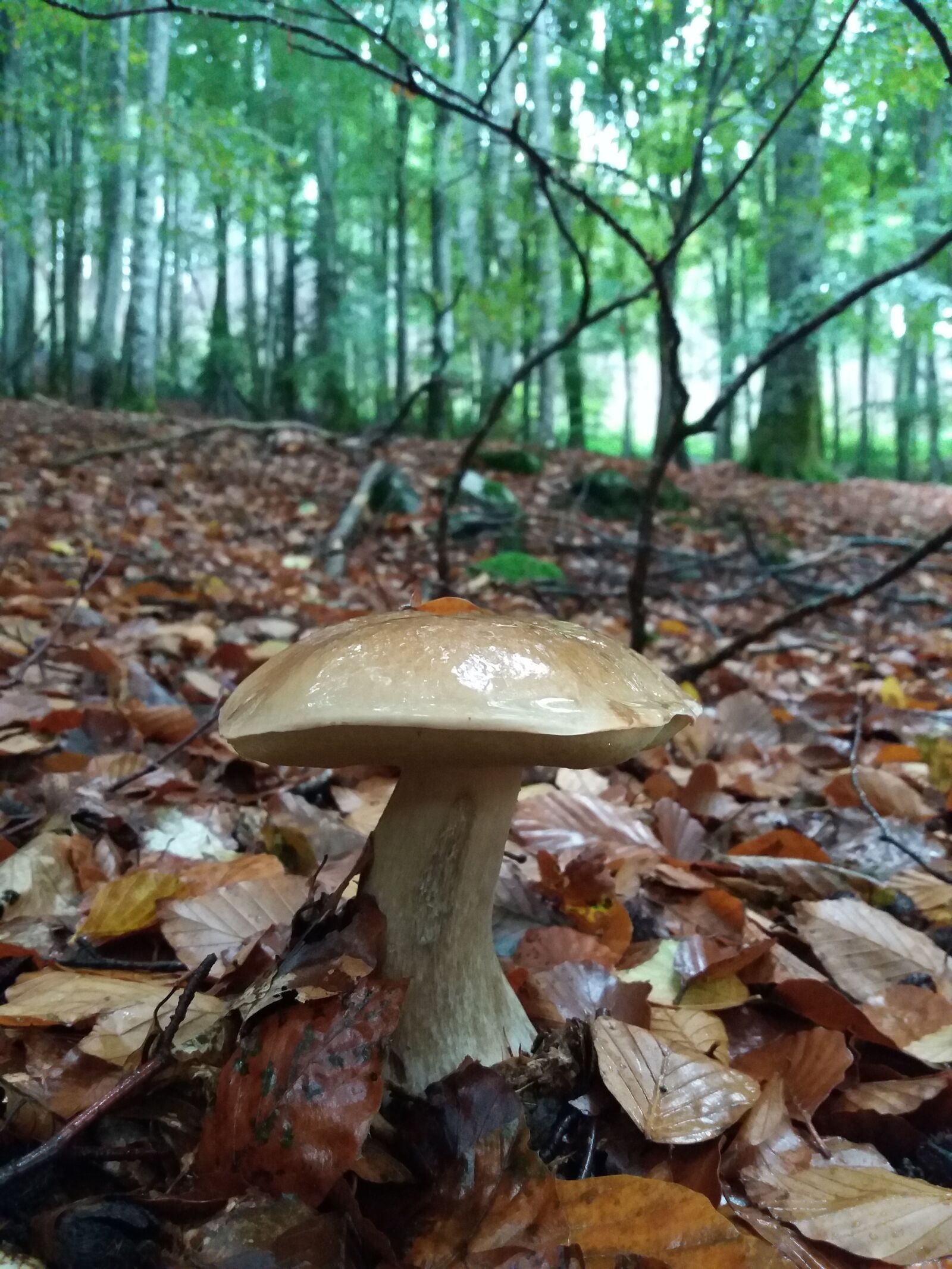 Samsung Galaxy J5(2016) sample photo. Boletus, cep, fungus photography