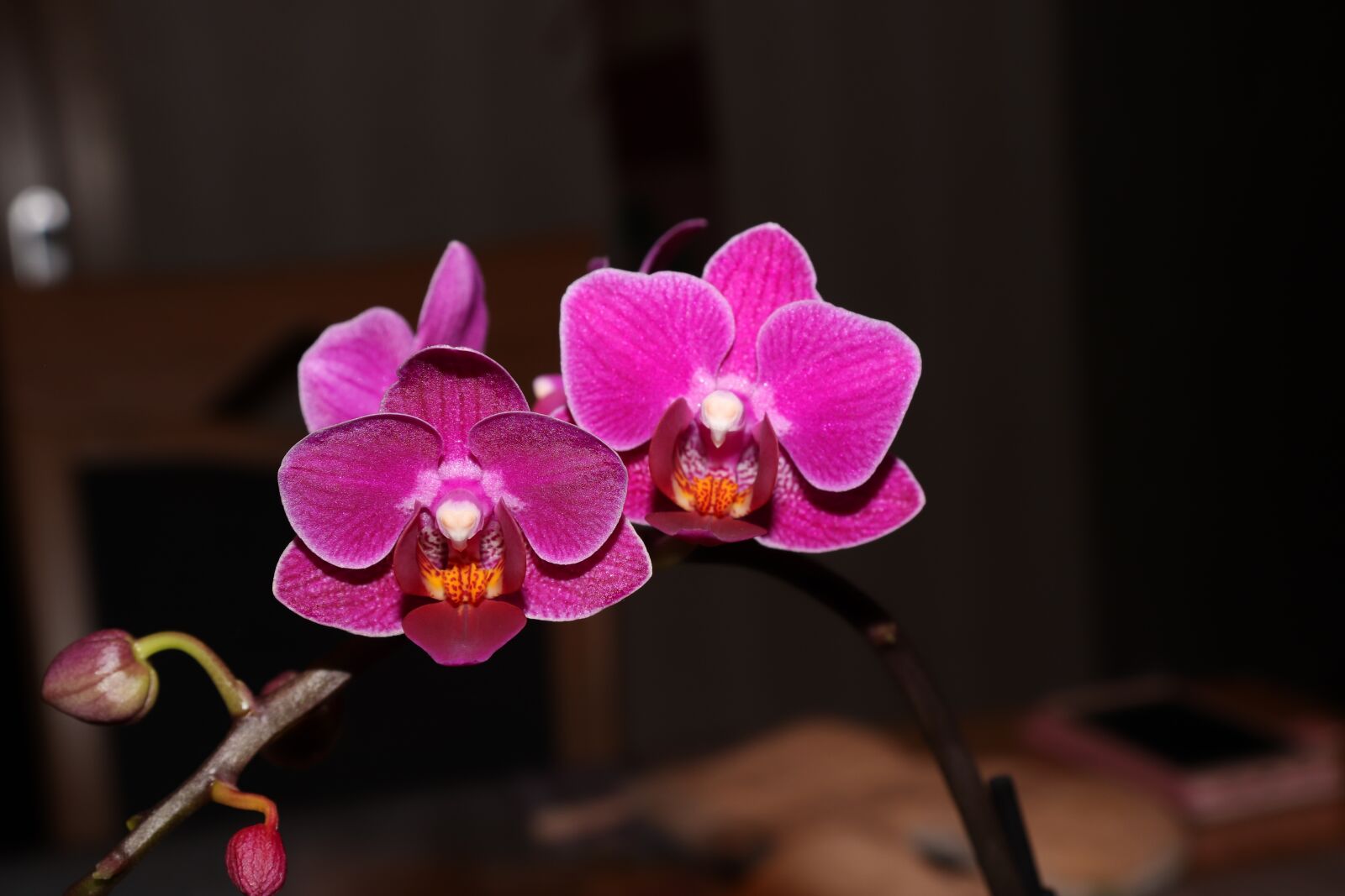 Canon EOS 200D (EOS Rebel SL2 / EOS Kiss X9) sample photo. Orchid, flower, plant photography