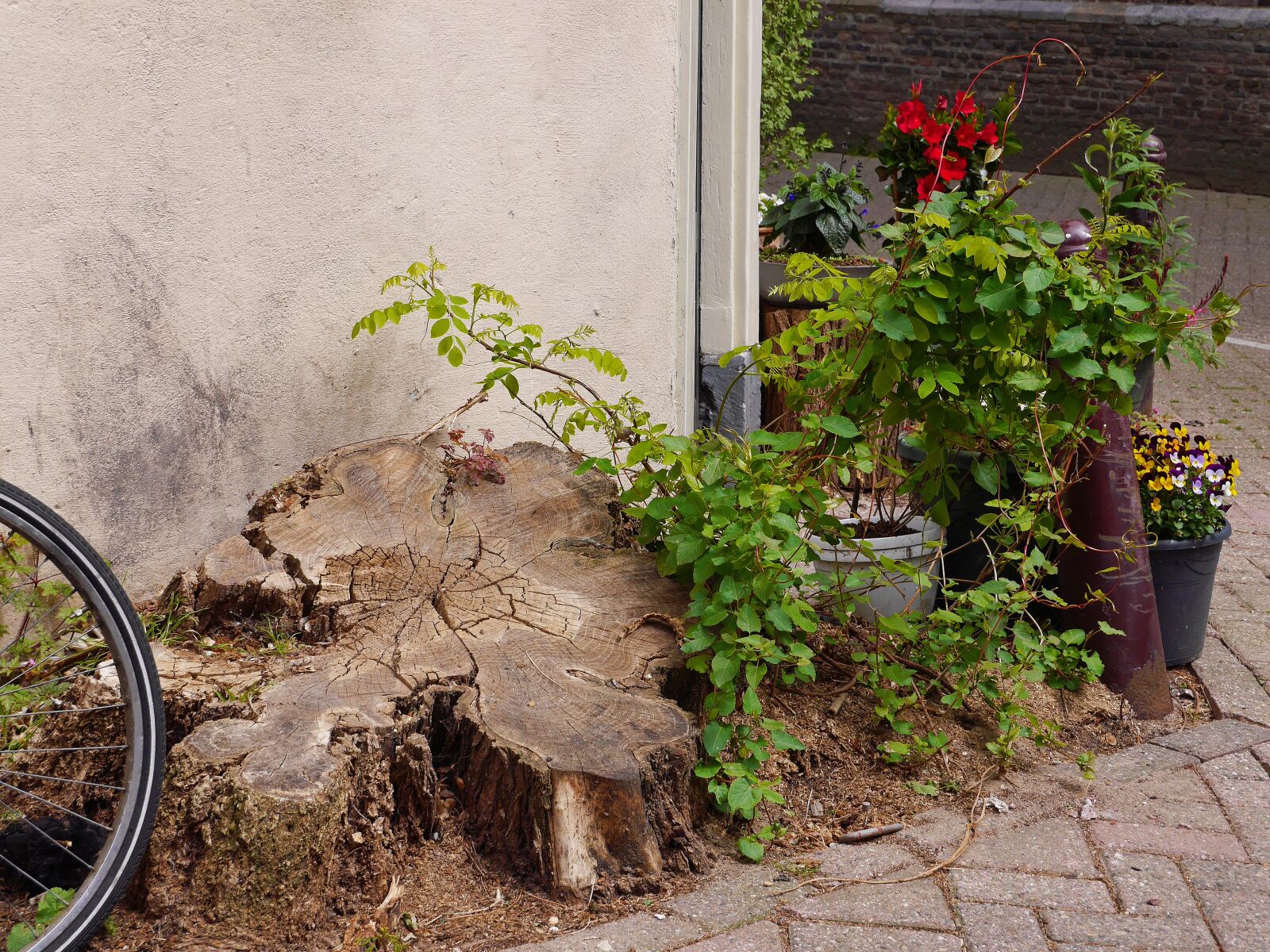 Panasonic Lumix DMC-GF6 sample photo. Tree, tree stump, street photography