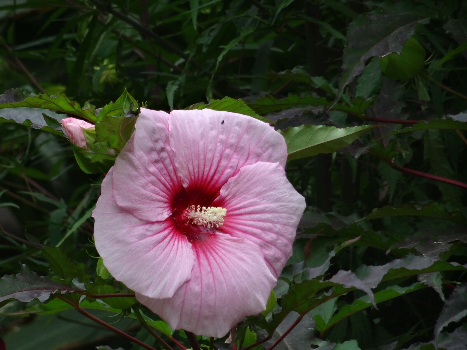 Sony Cyber-shot DSC-HX50V sample photo. Flower, pink, white photography