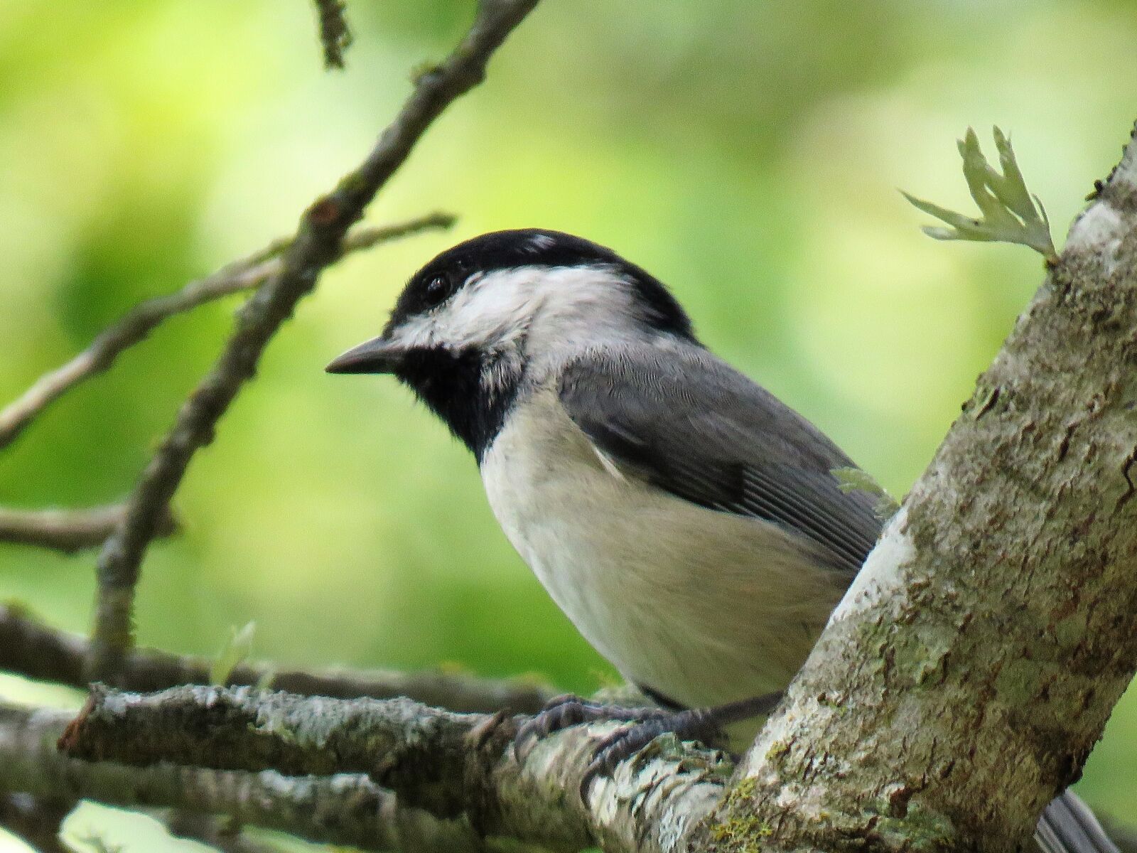 Canon PowerShot SX60 HS sample photo. Bird, tiny, chickadee photography