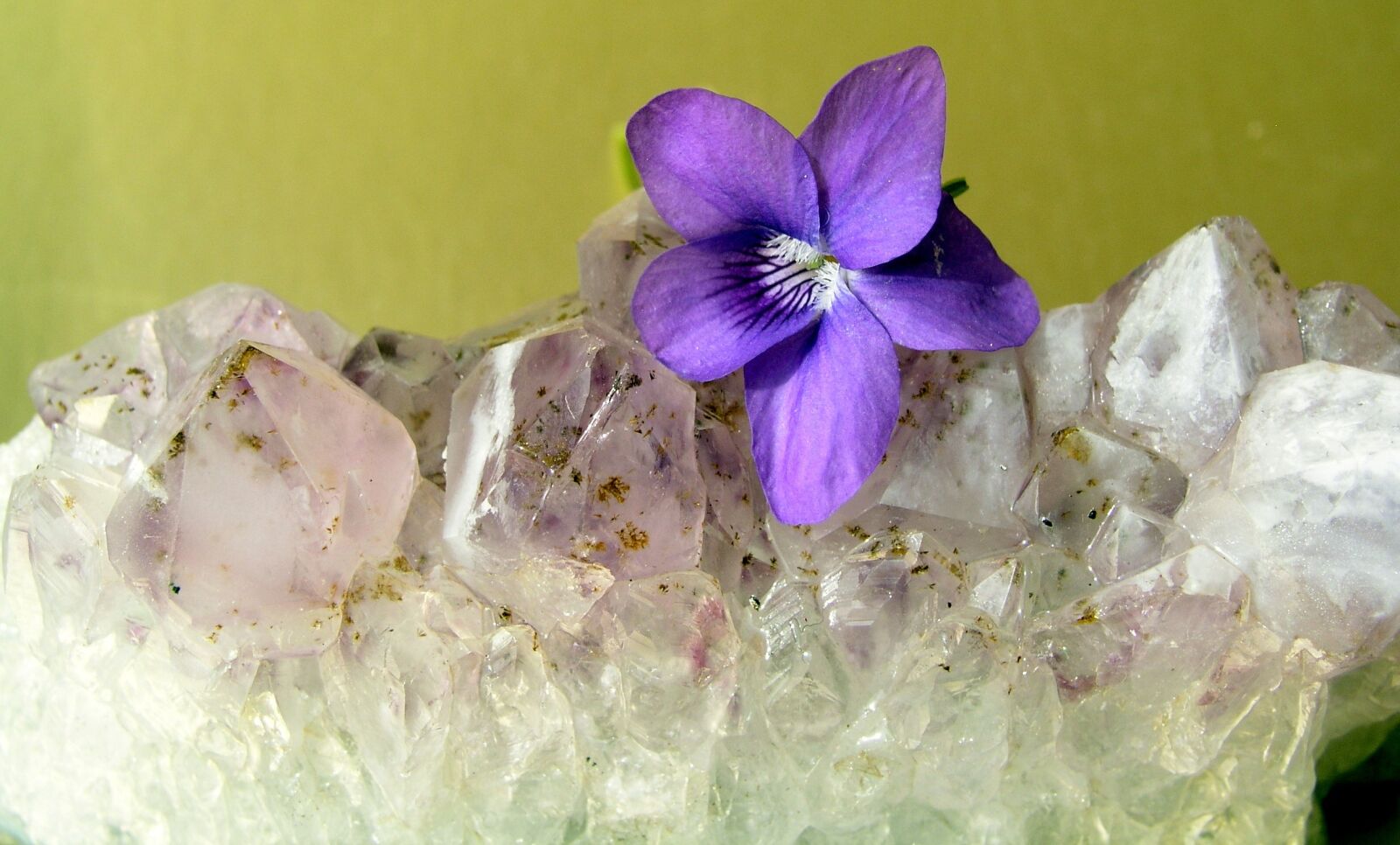 Olympus C5050Z sample photo. Crystal, still life, flower photography