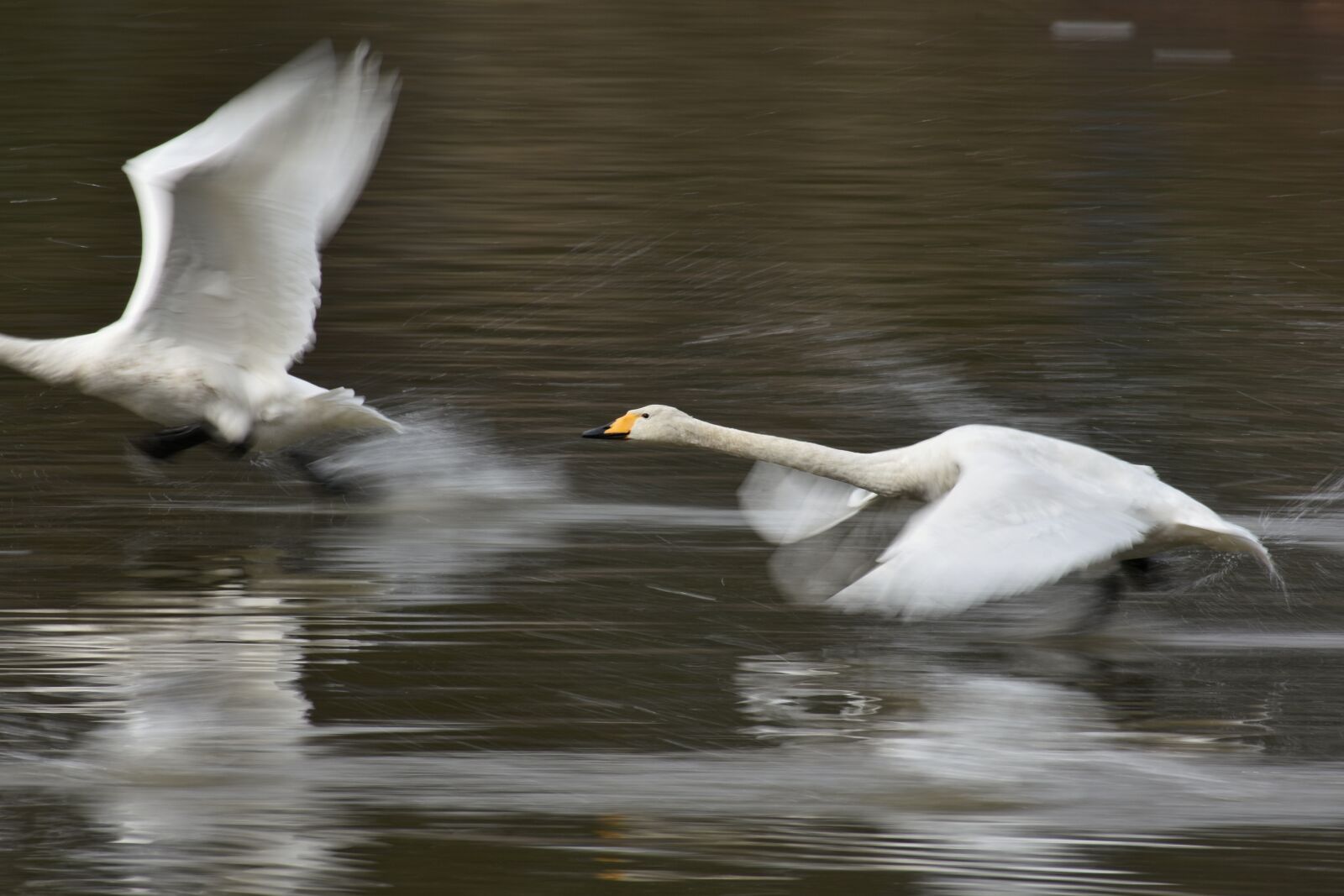 Nikon D7200 sample photo. Animal, lake, waterside photography