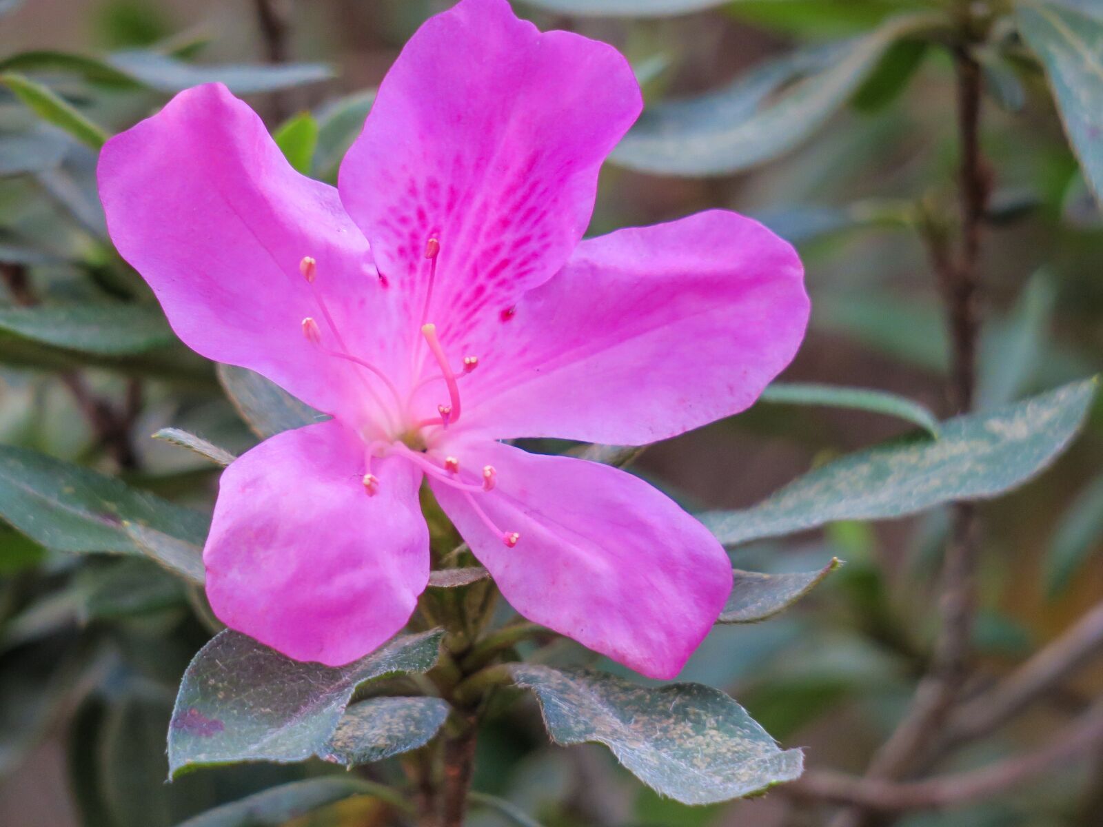 Canon PowerShot G3 X sample photo. Hong kong, rhododendron, plant photography