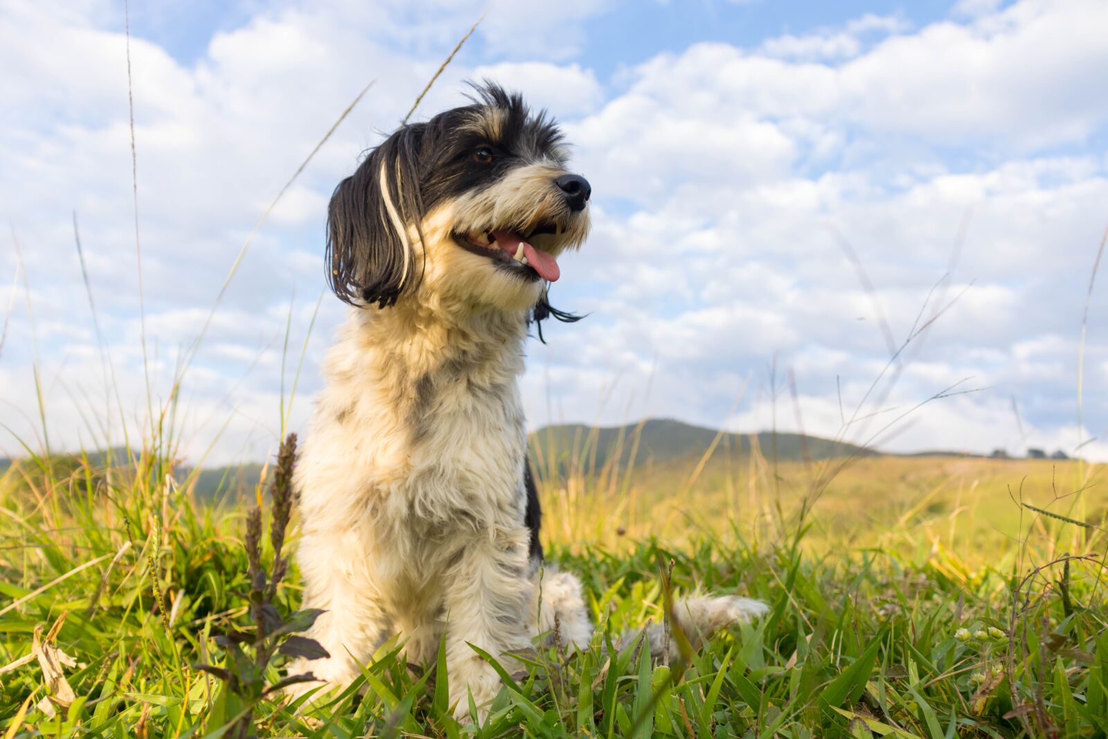 Canon EOS 750D (EOS Rebel T6i / EOS Kiss X8i) sample photo. Dog, pet, nature photography