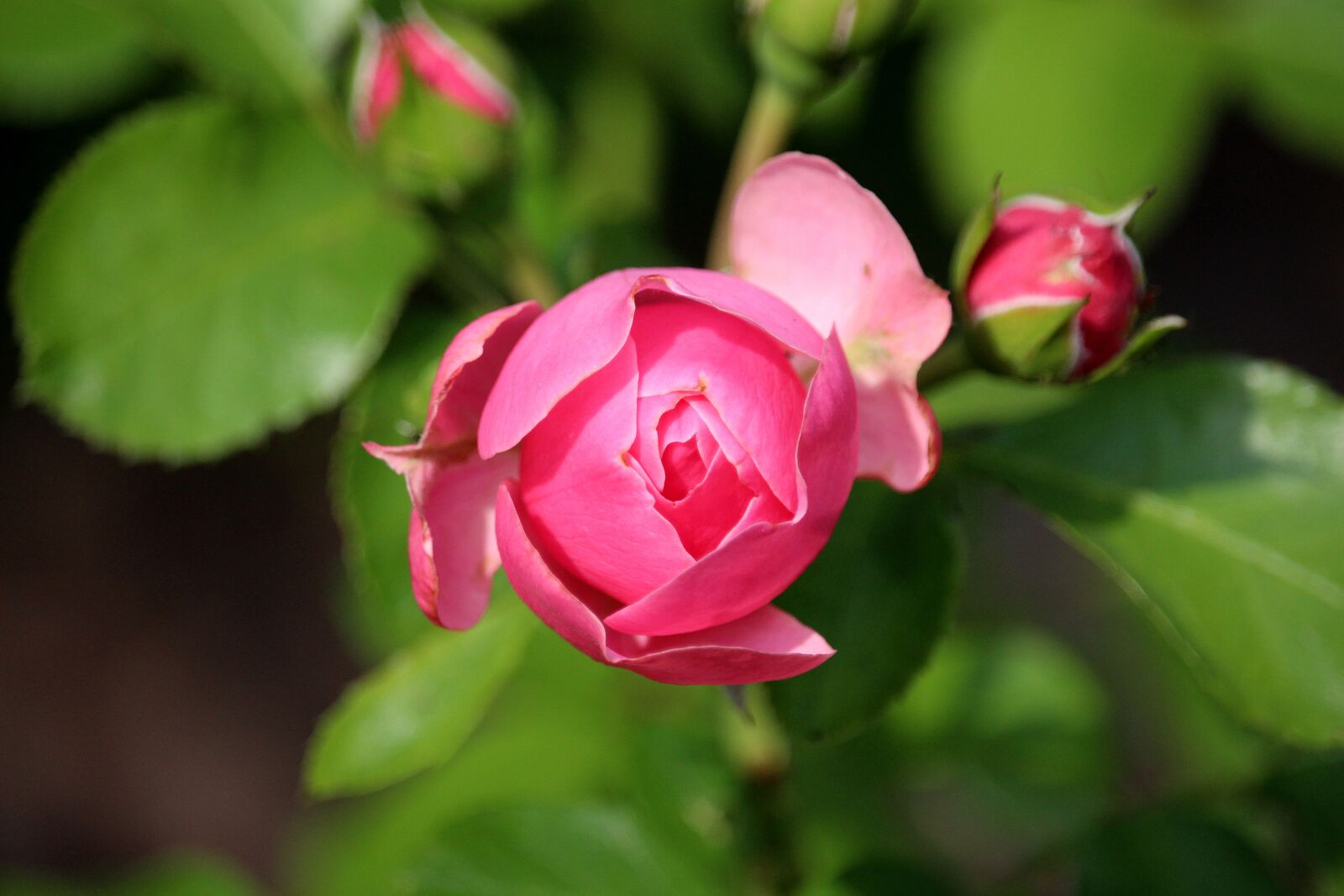 Canon EOS 700D (EOS Rebel T5i / EOS Kiss X7i) sample photo. Rose, pink, half open photography