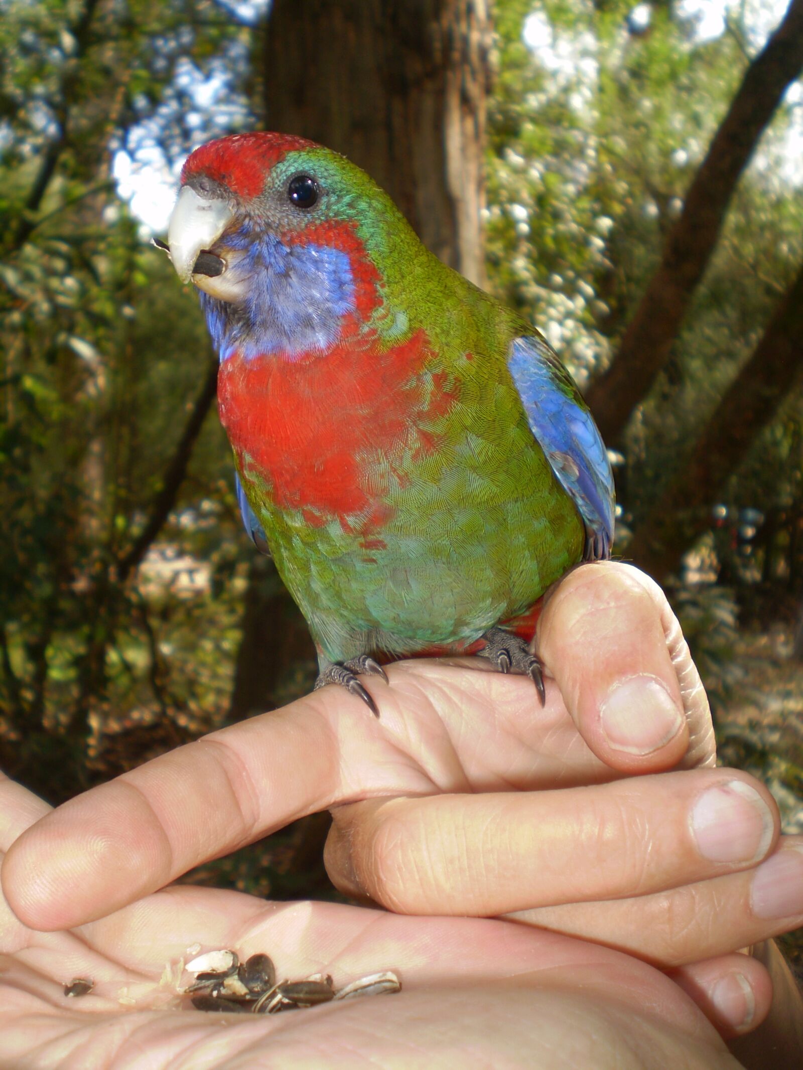Olympus FE210,X775 sample photo. Bird, parrot, nature photography