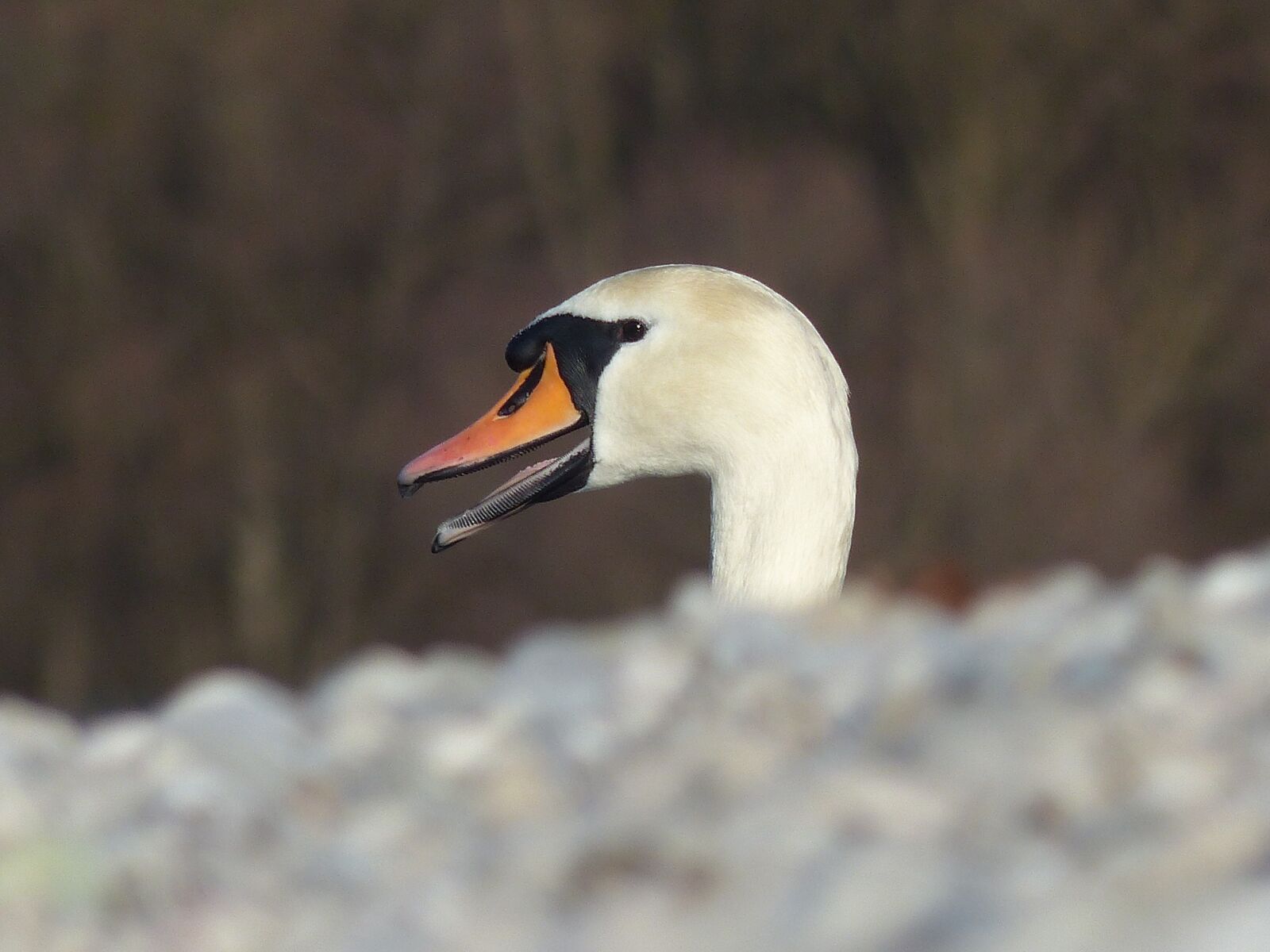 Panasonic Lumix DMC-FZ200 sample photo. Swan, close up, bird photography