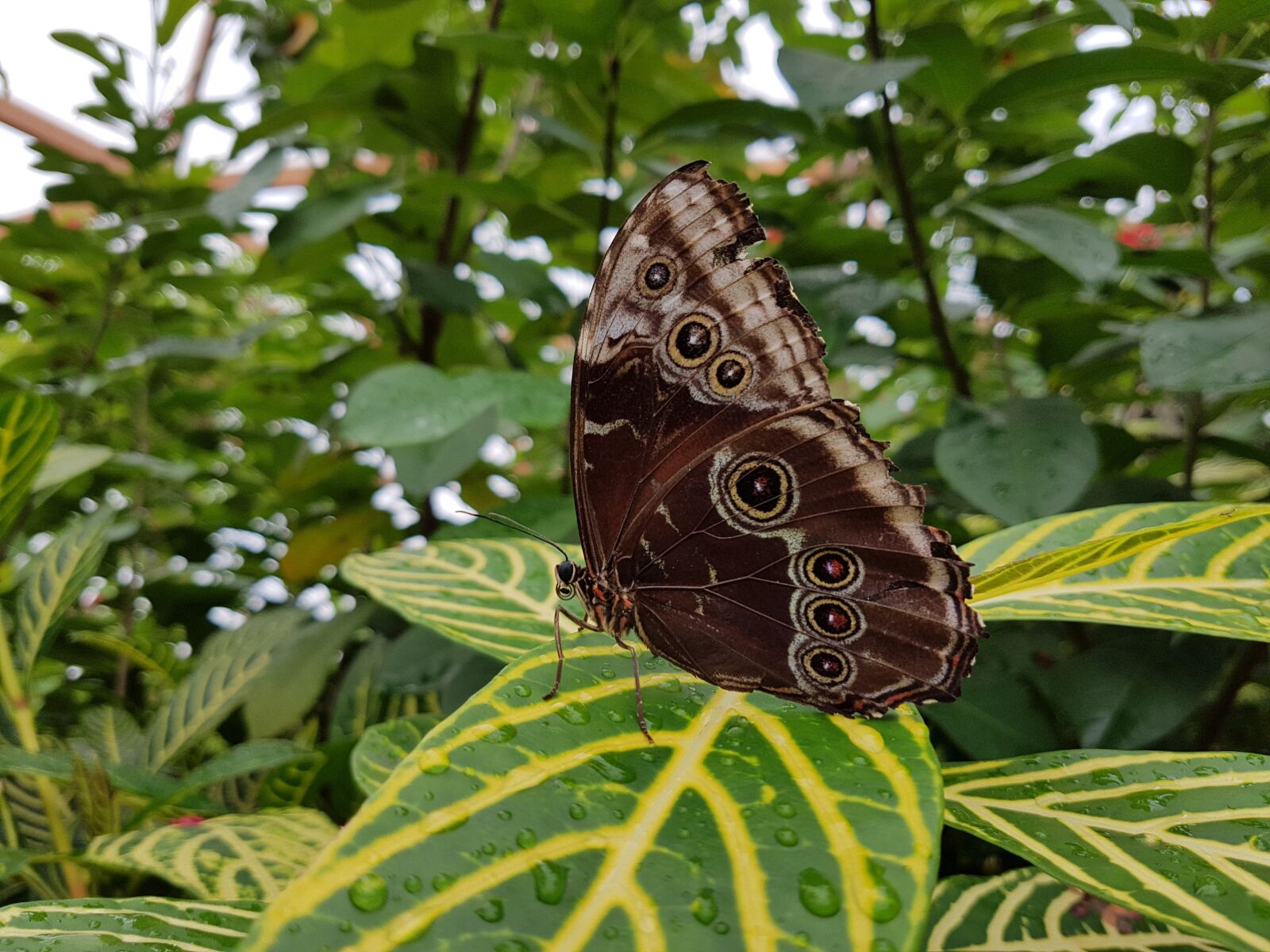Samsung Galaxy S7 sample photo. Butterfly, moth photography