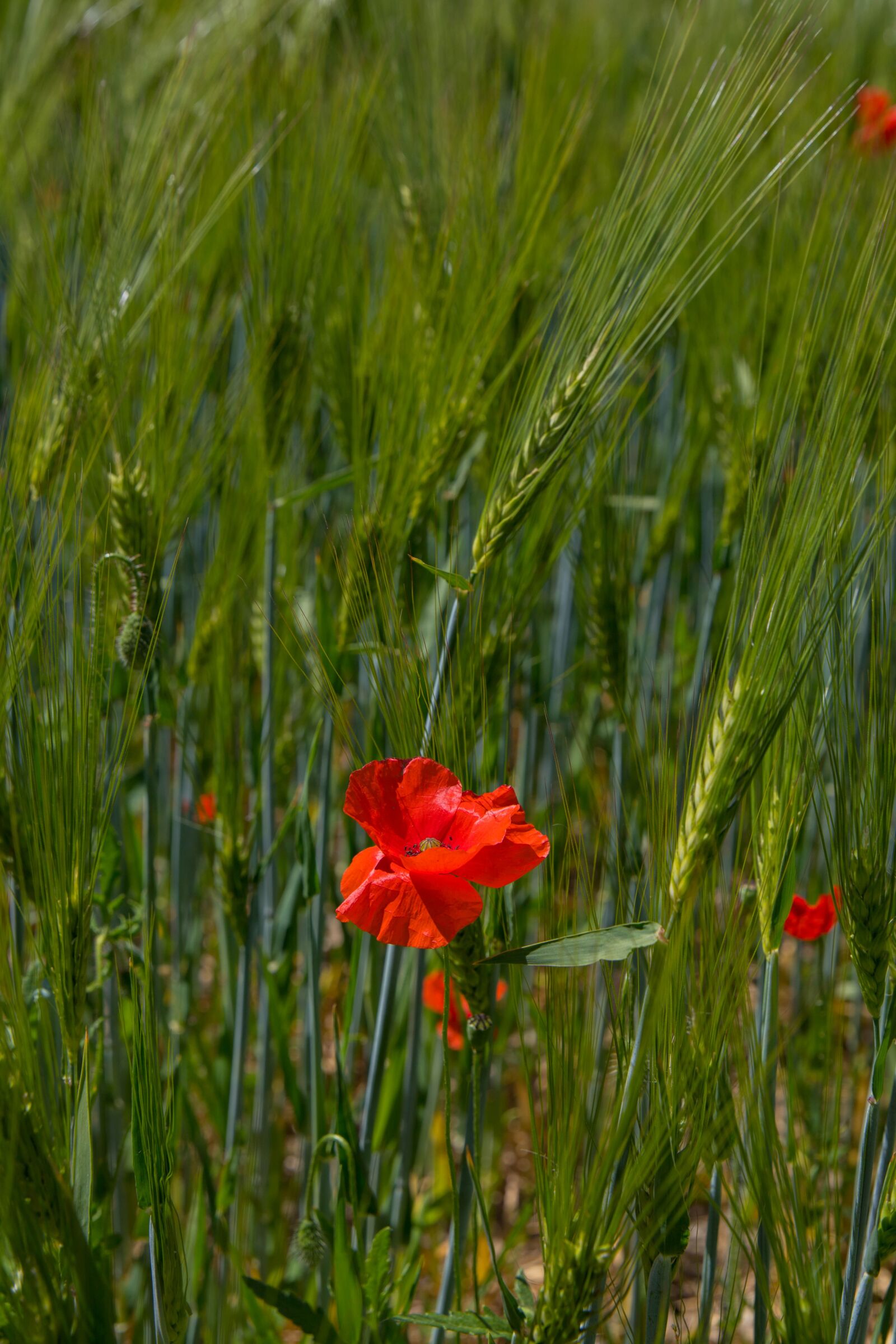 Canon EF 24-105mm F3.5-5.6 IS STM sample photo. Field, flower, poppy photography