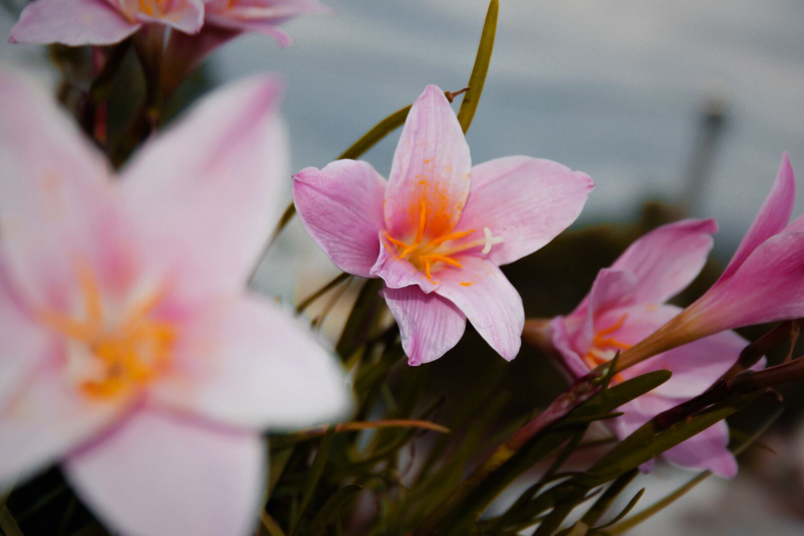 Canon EOS 500D (EOS Rebel T1i / EOS Kiss X3) sample photo. Nature, flower, flowers photography