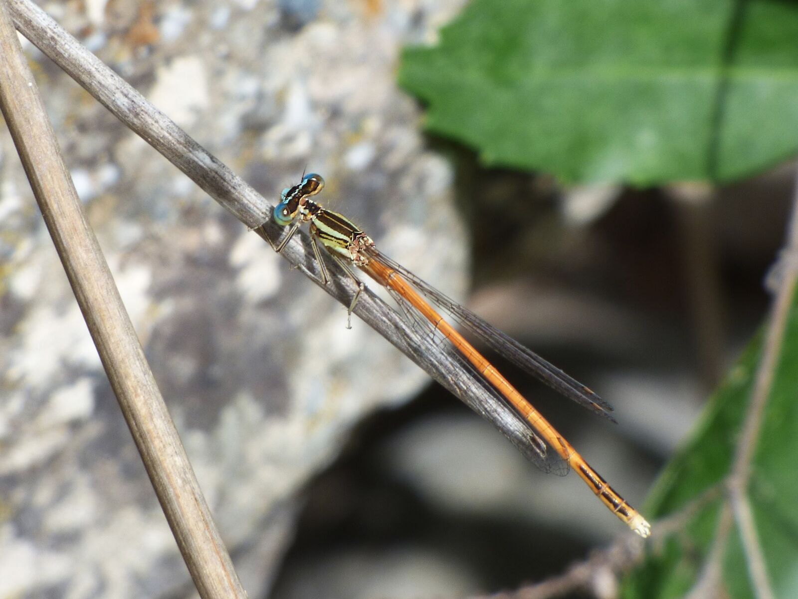 Panasonic Lumix DMC-FZ70 sample photo. Platycnemis acutipennis, orange dragonfly photography