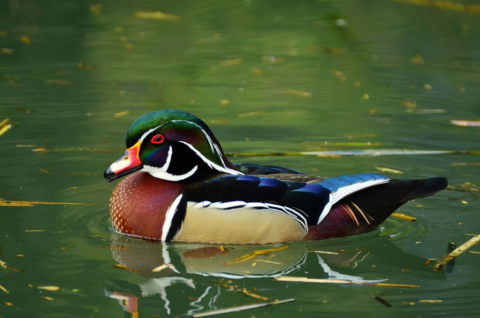 Nikon D5100 sample photo. Duck, bride duck, aix photography