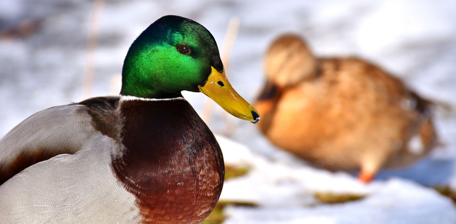 Nikon D7200 sample photo. Mallard, males, bread photography