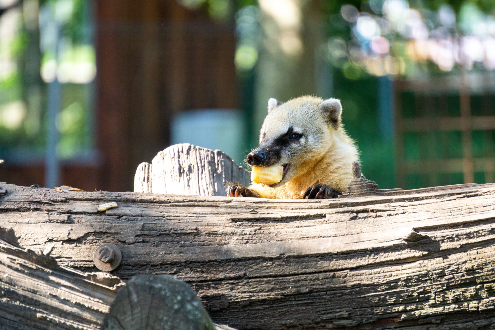 Sony E 55-210mm F4.5-6.3 OSS sample photo. Snout bear, zoo, animal photography