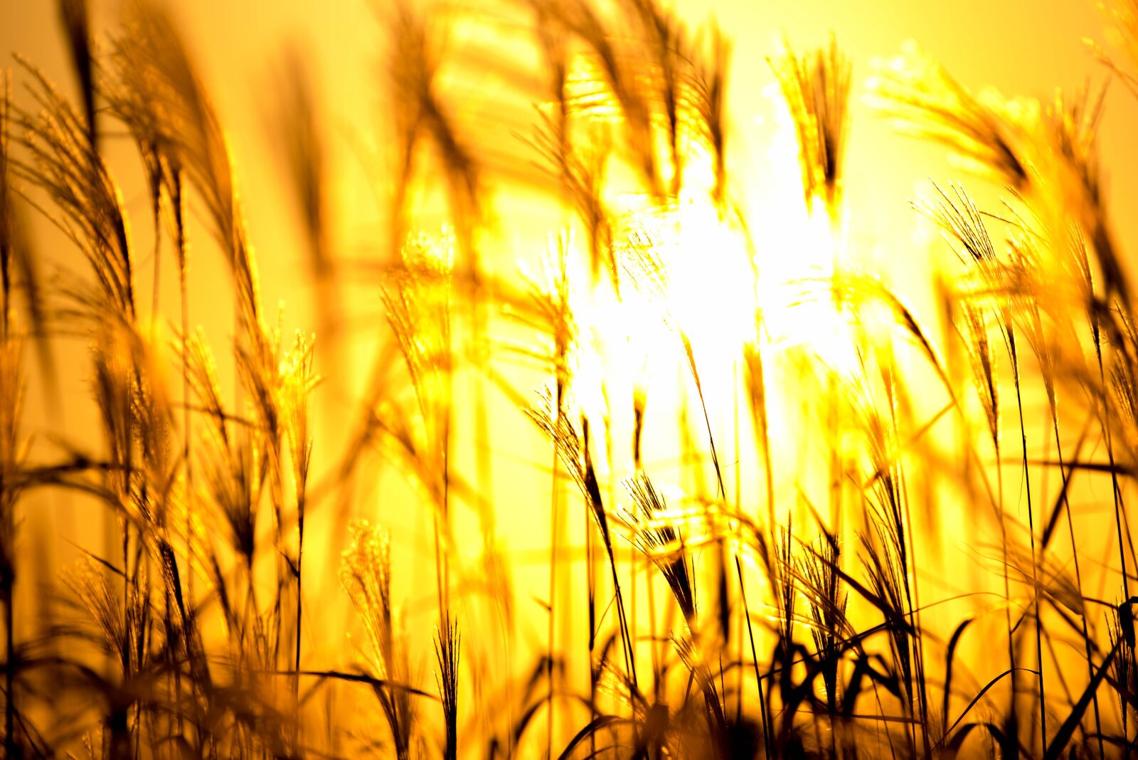 Nikon D750 sample photo. Silver grass, nature, walk photography
