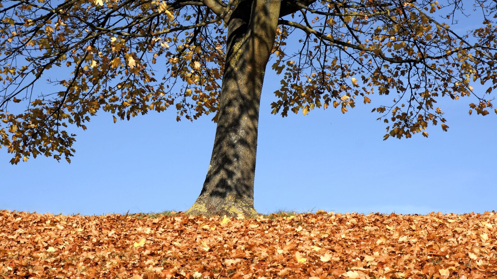 Sony Alpha NEX-5N sample photo. Autumn, tree, fall photography