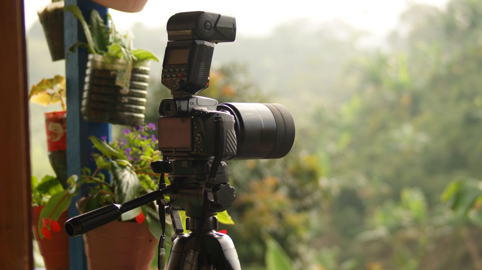 Sony Alpha DSLR-A390 sample photo. Nature, people, animals photography