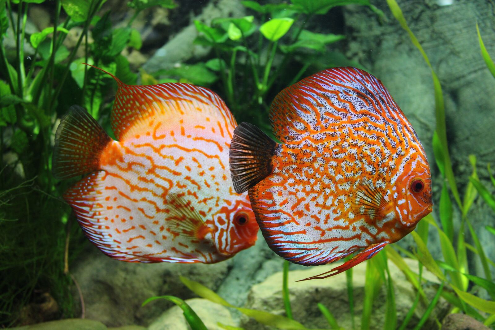 Canon EOS 600D (Rebel EOS T3i / EOS Kiss X5) sample photo. Fish, discus, aquarium photography
