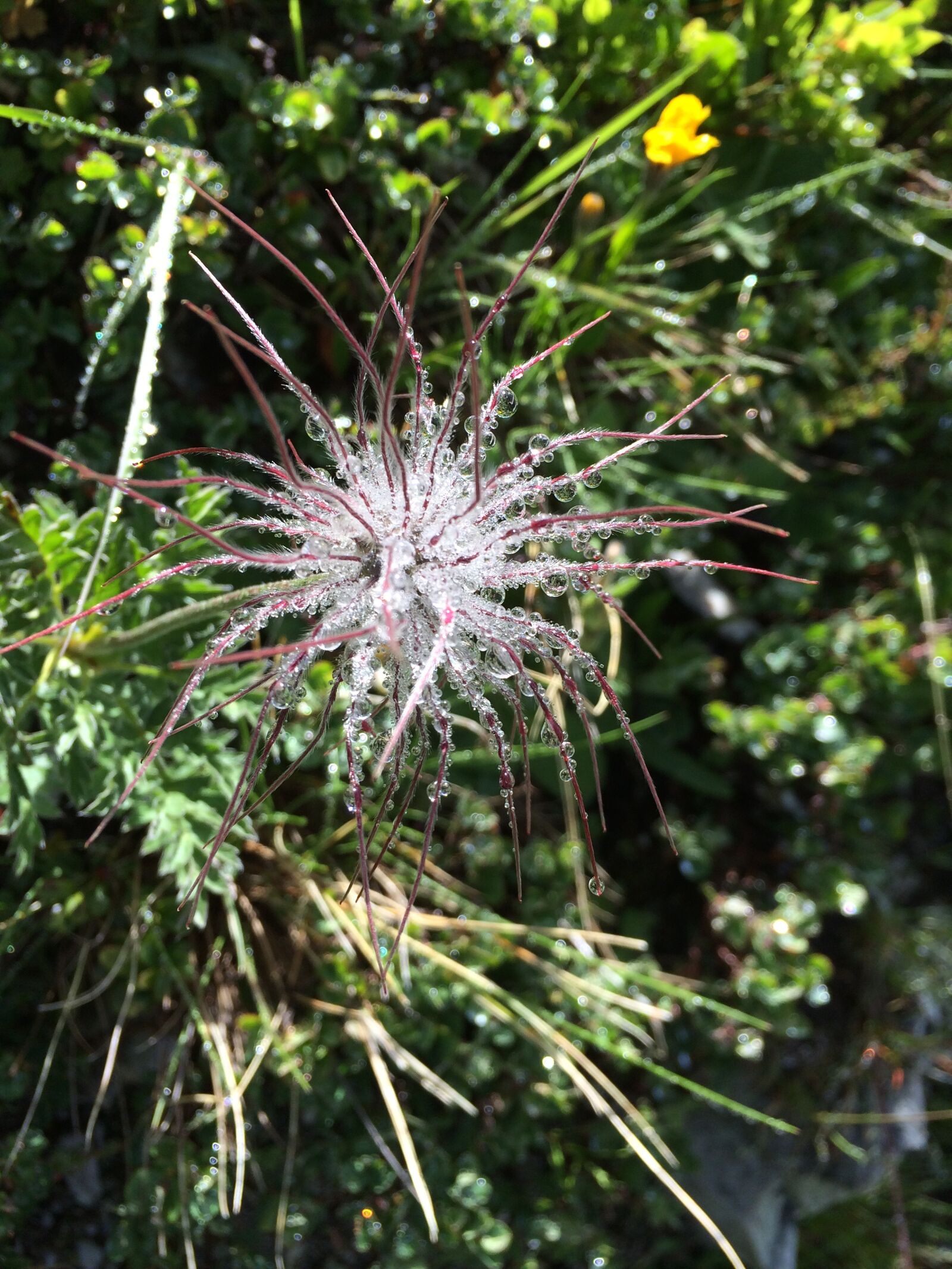iPhone 5s back camera 4.12mm f/2.2 sample photo. Flowers, droplets, water photography